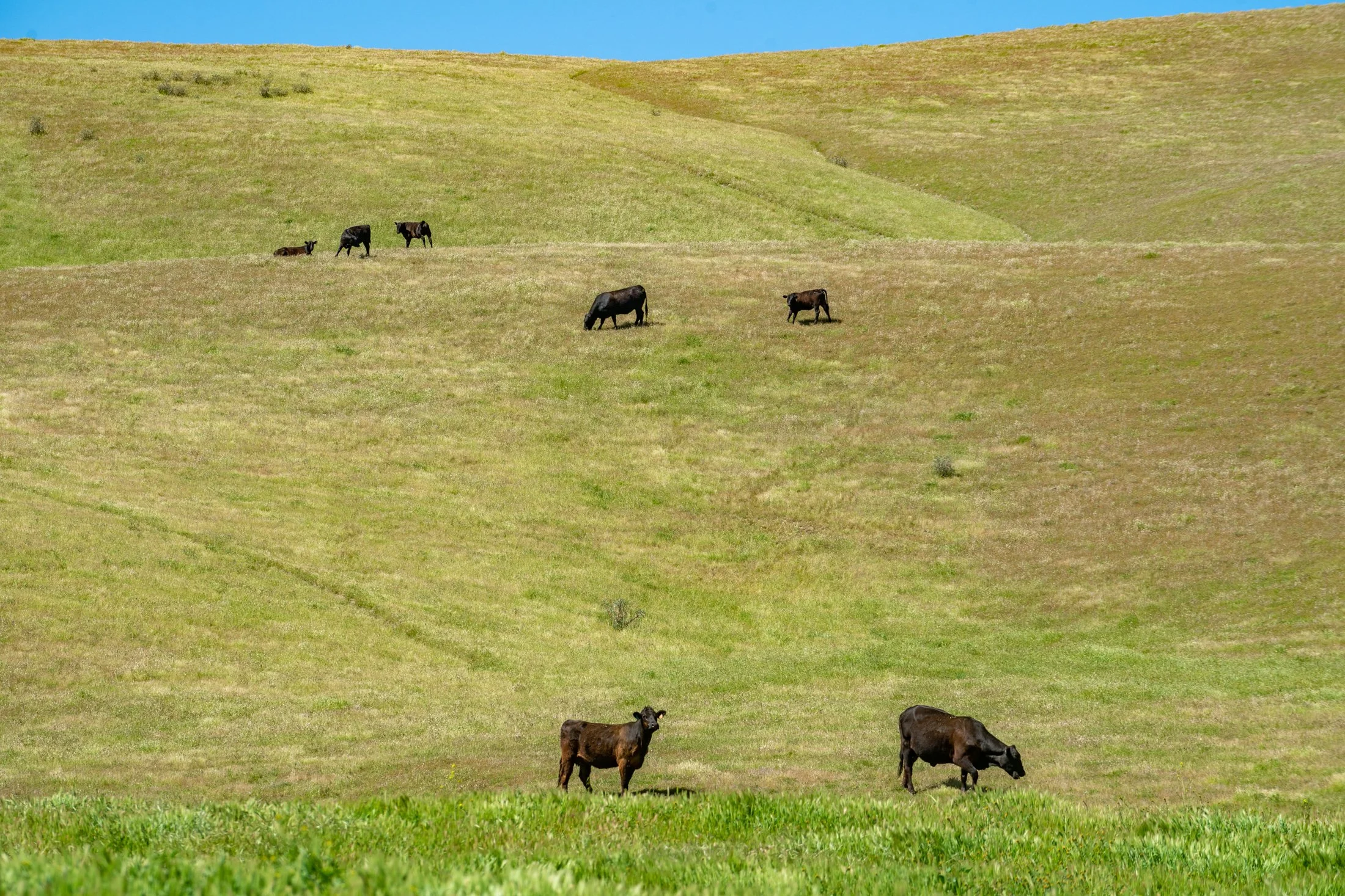 Cows Green.JPG