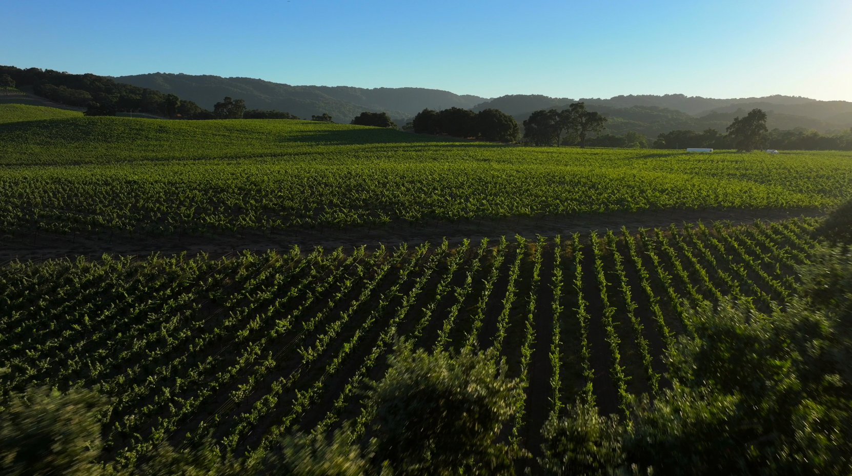 Vineyard Package Templeton