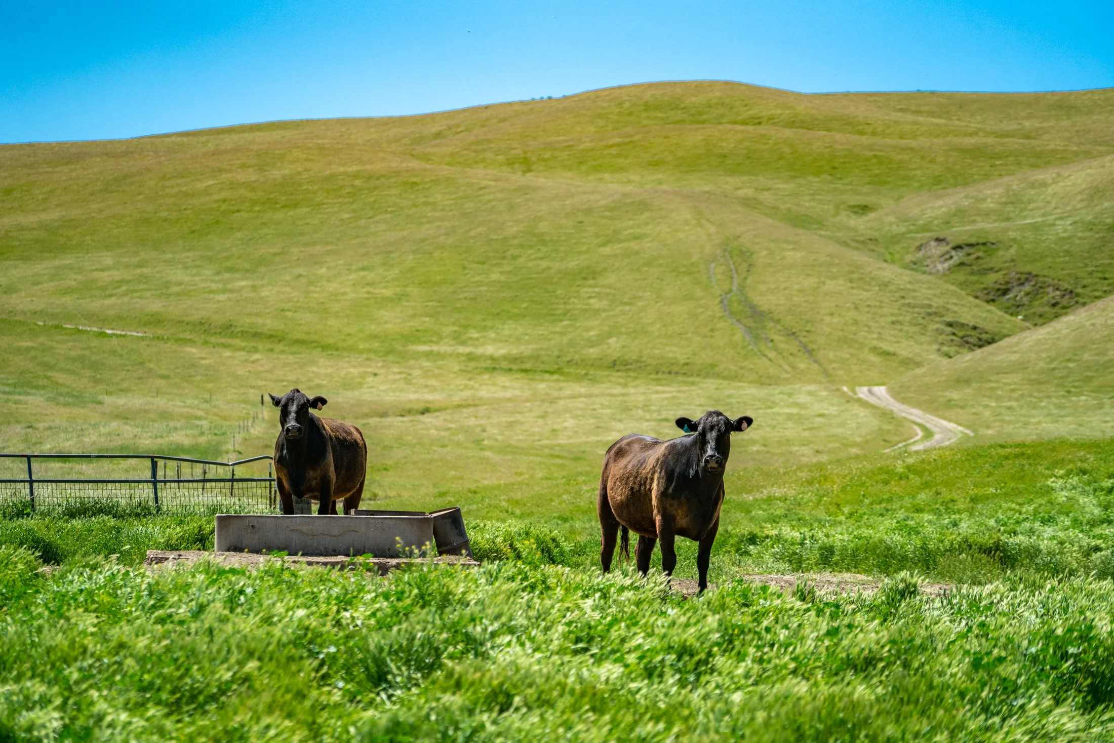 Cows Green Field Photo