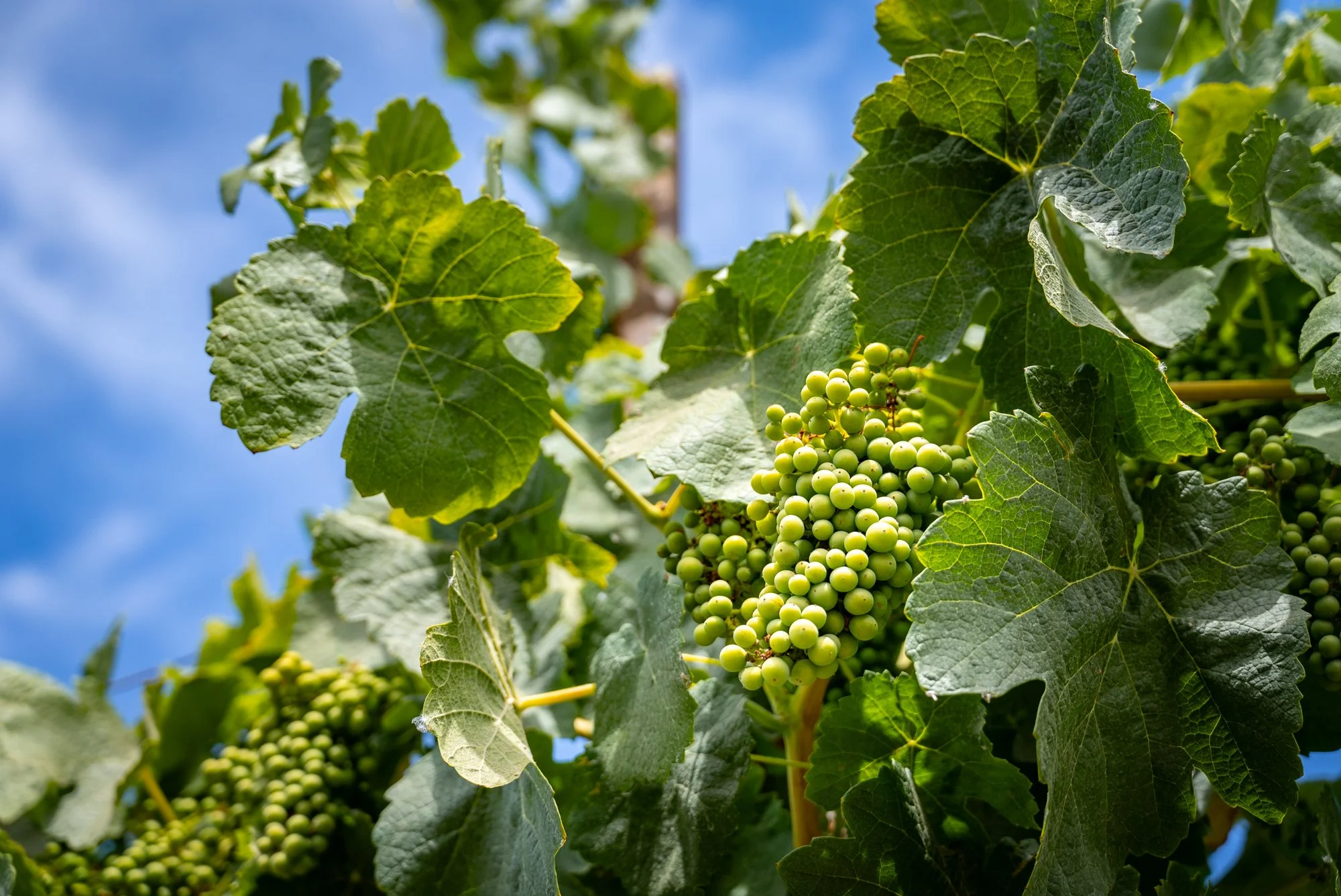 Vineyard Grapes Photo