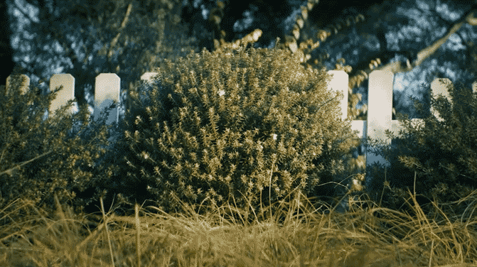 Bush-3.gif