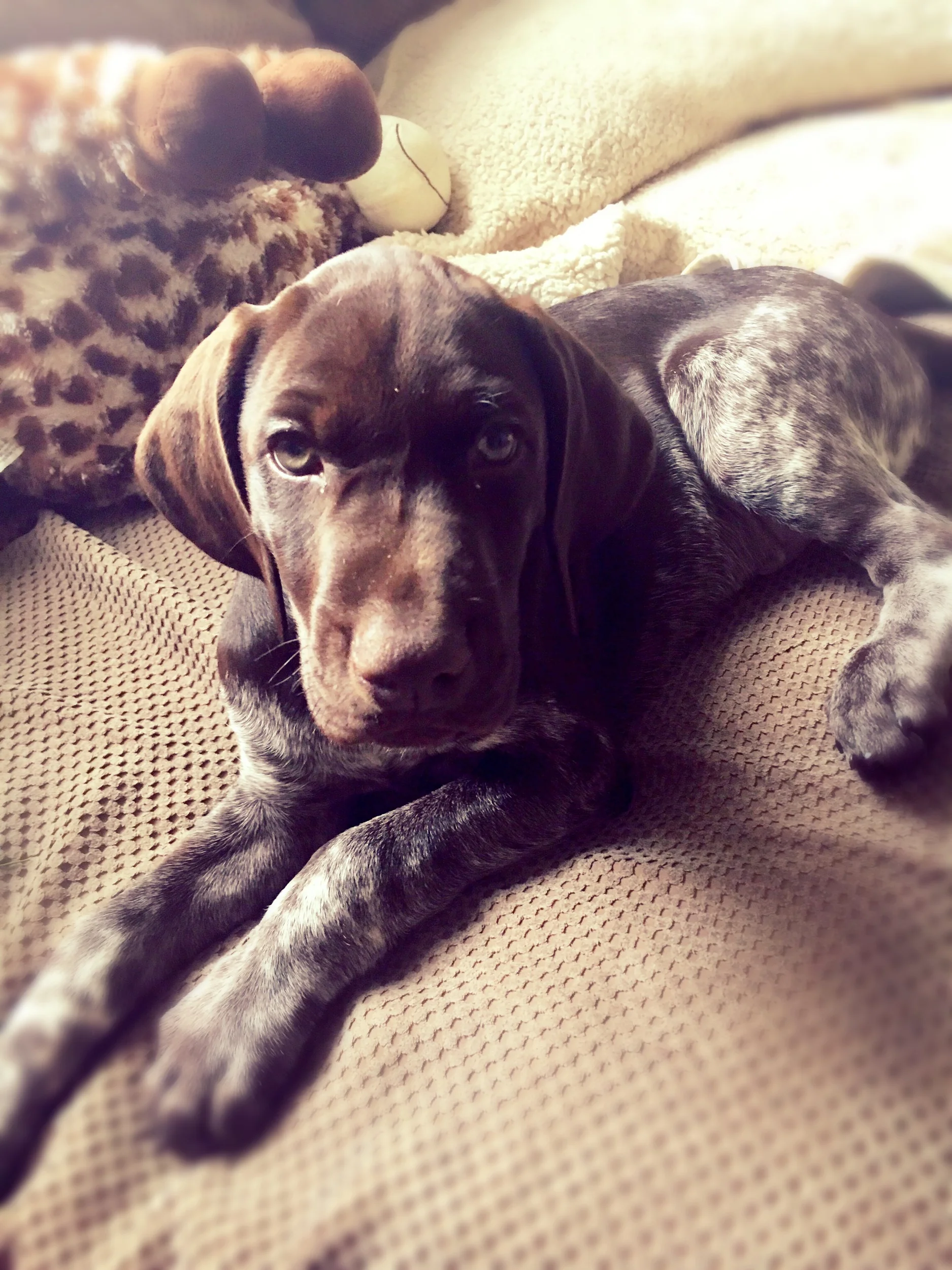 Introducing newest pack member Obi 