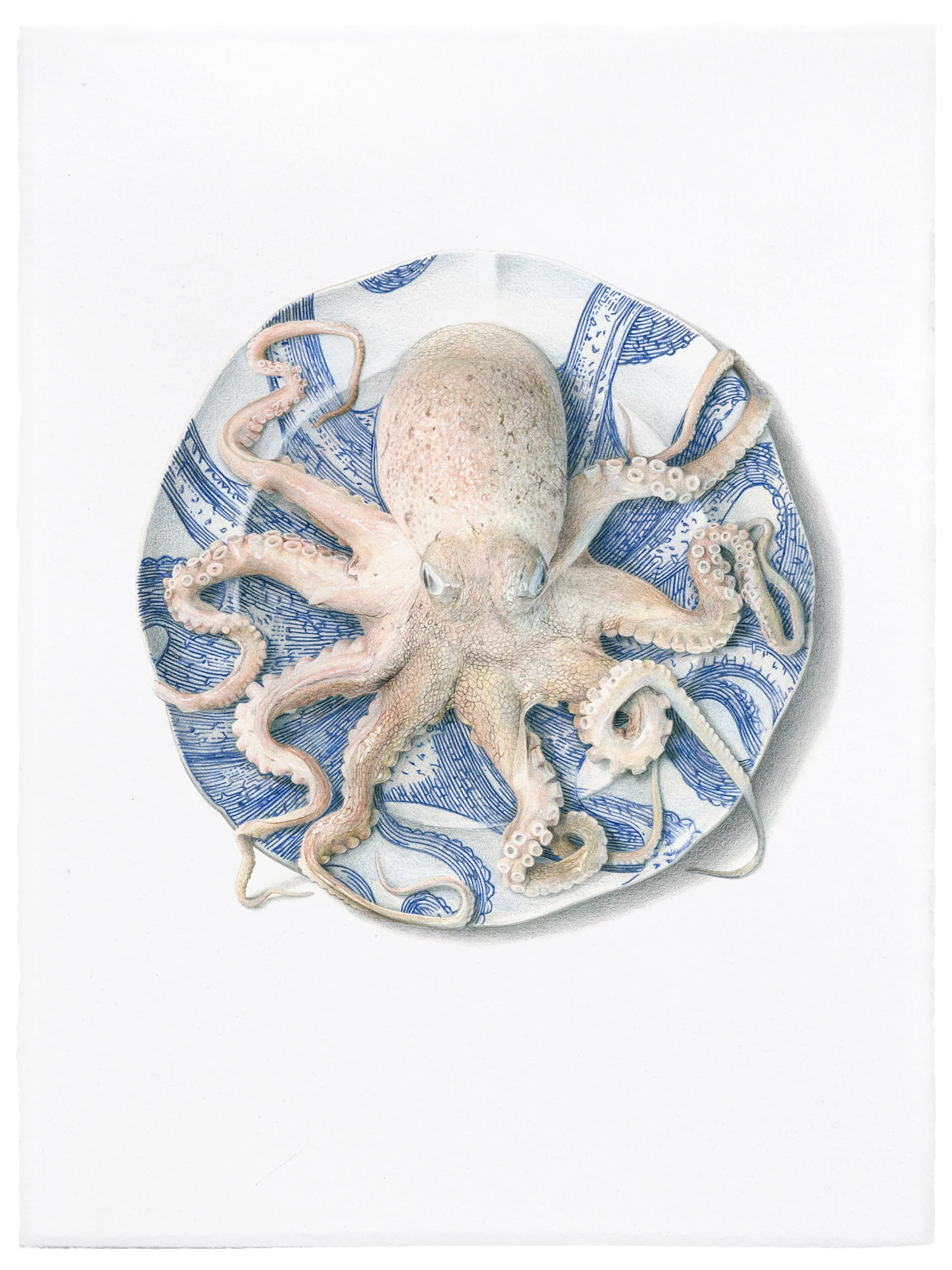Octopus