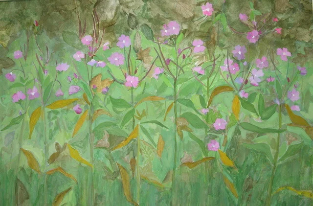 Willowherb