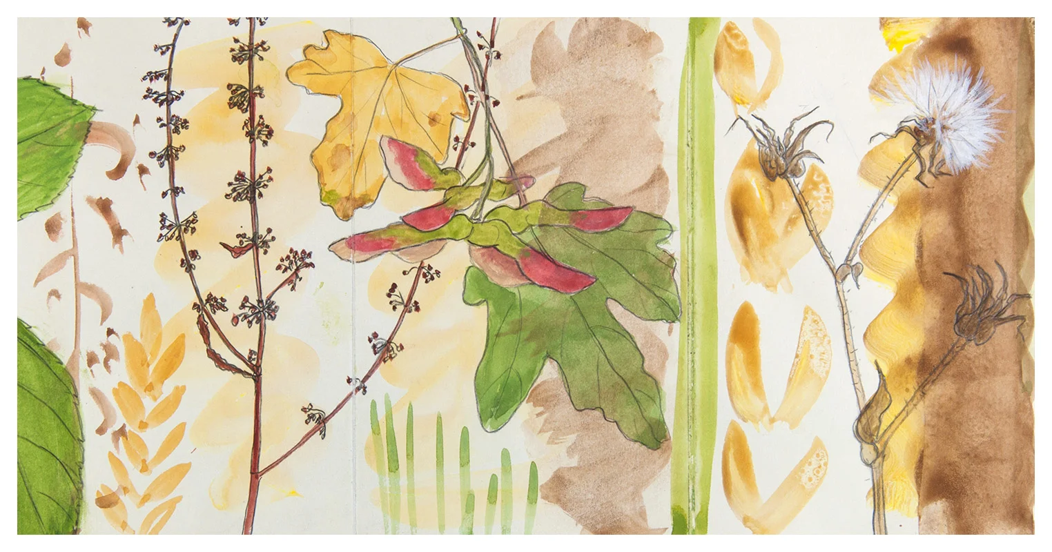 Detail from Seeds & Pods leporello