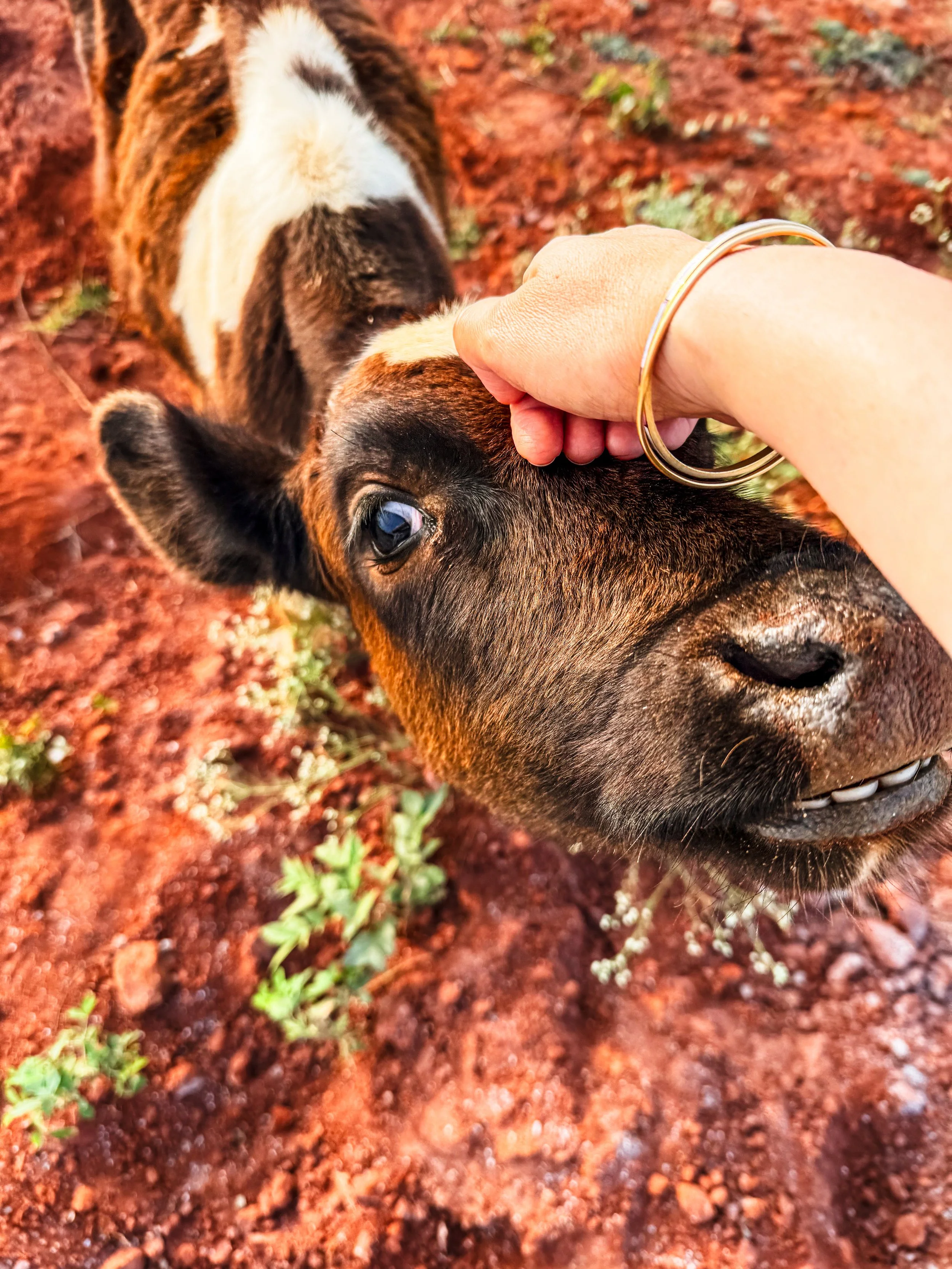 cow 2-2.jpg