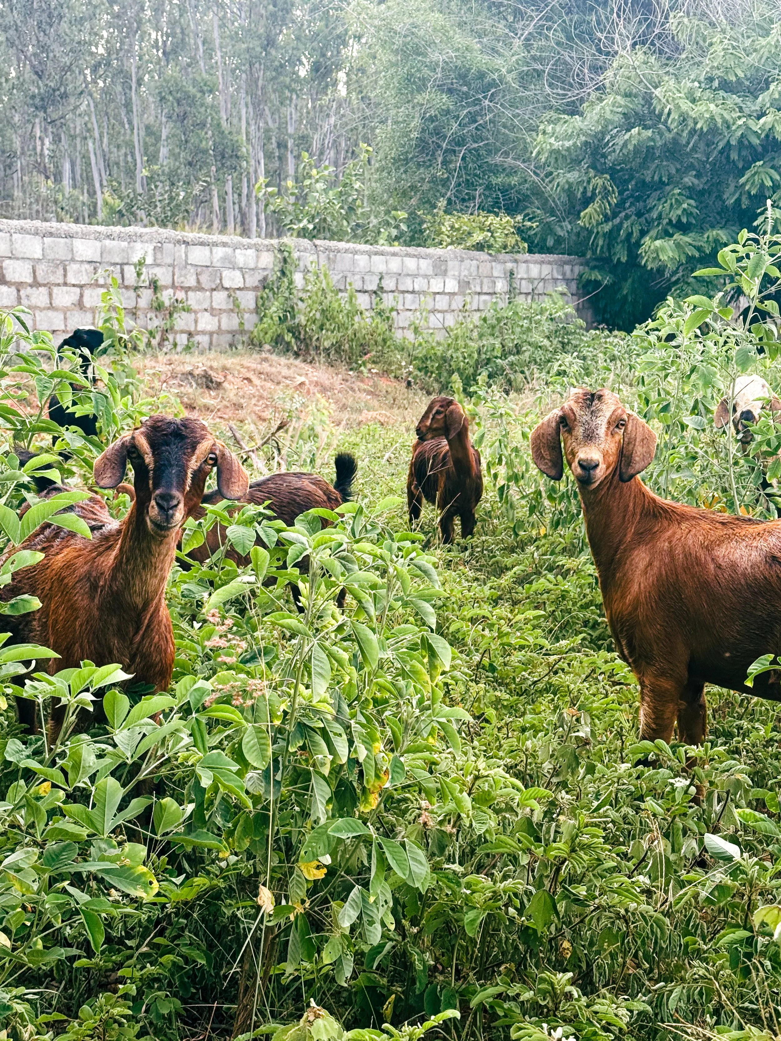 goats1.jpg