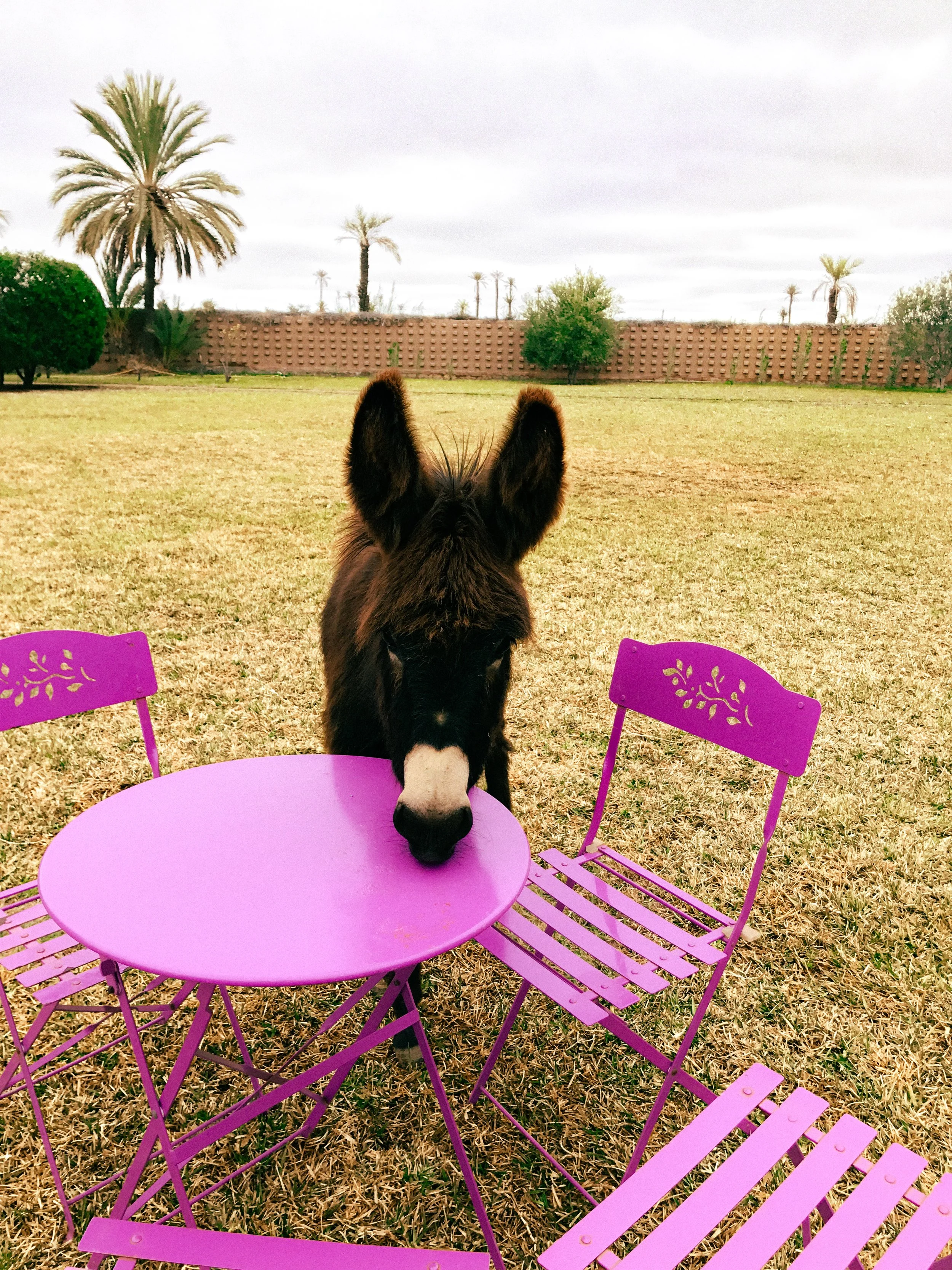 mule 1.jpg