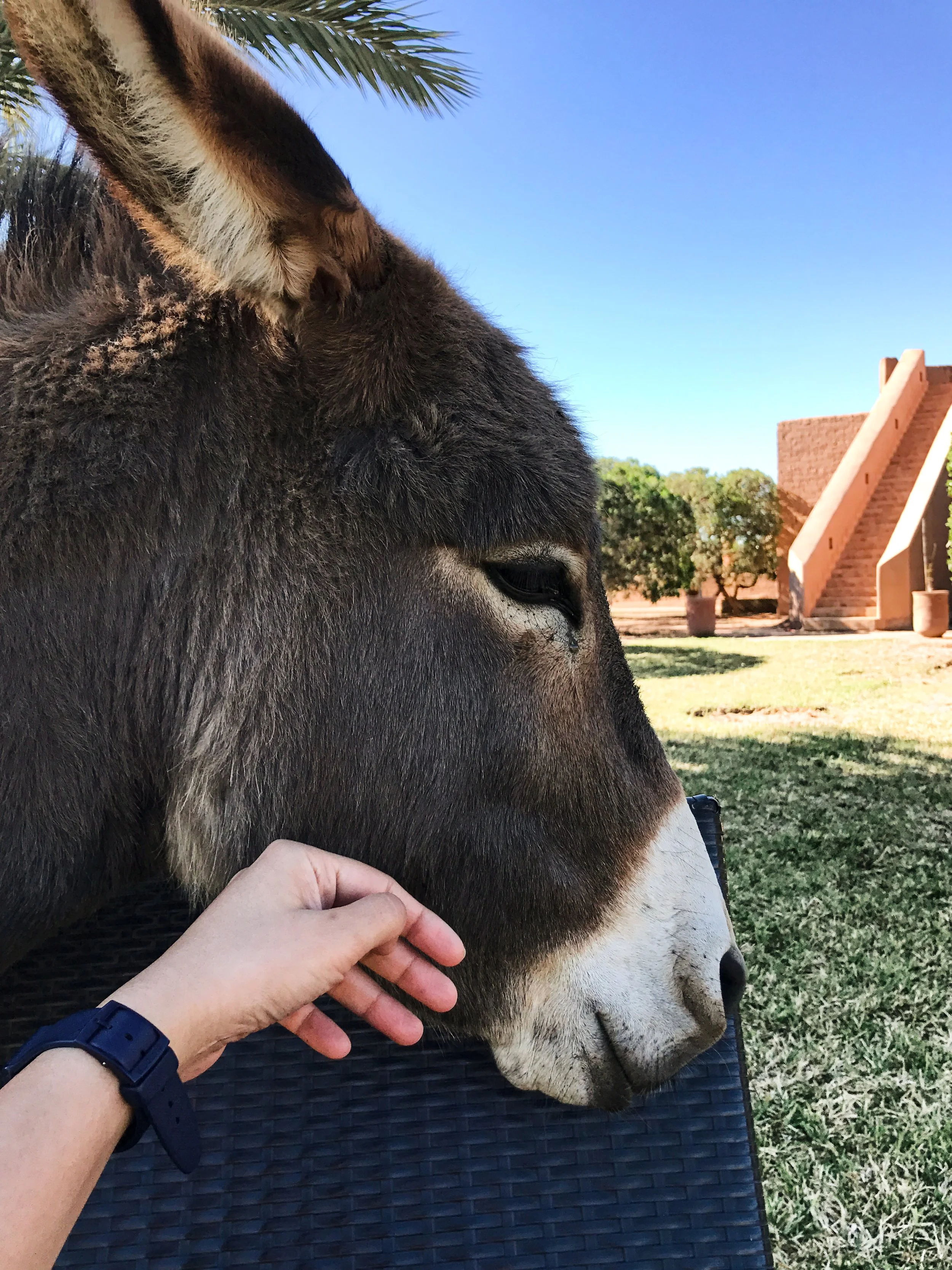 mule 2.jpg
