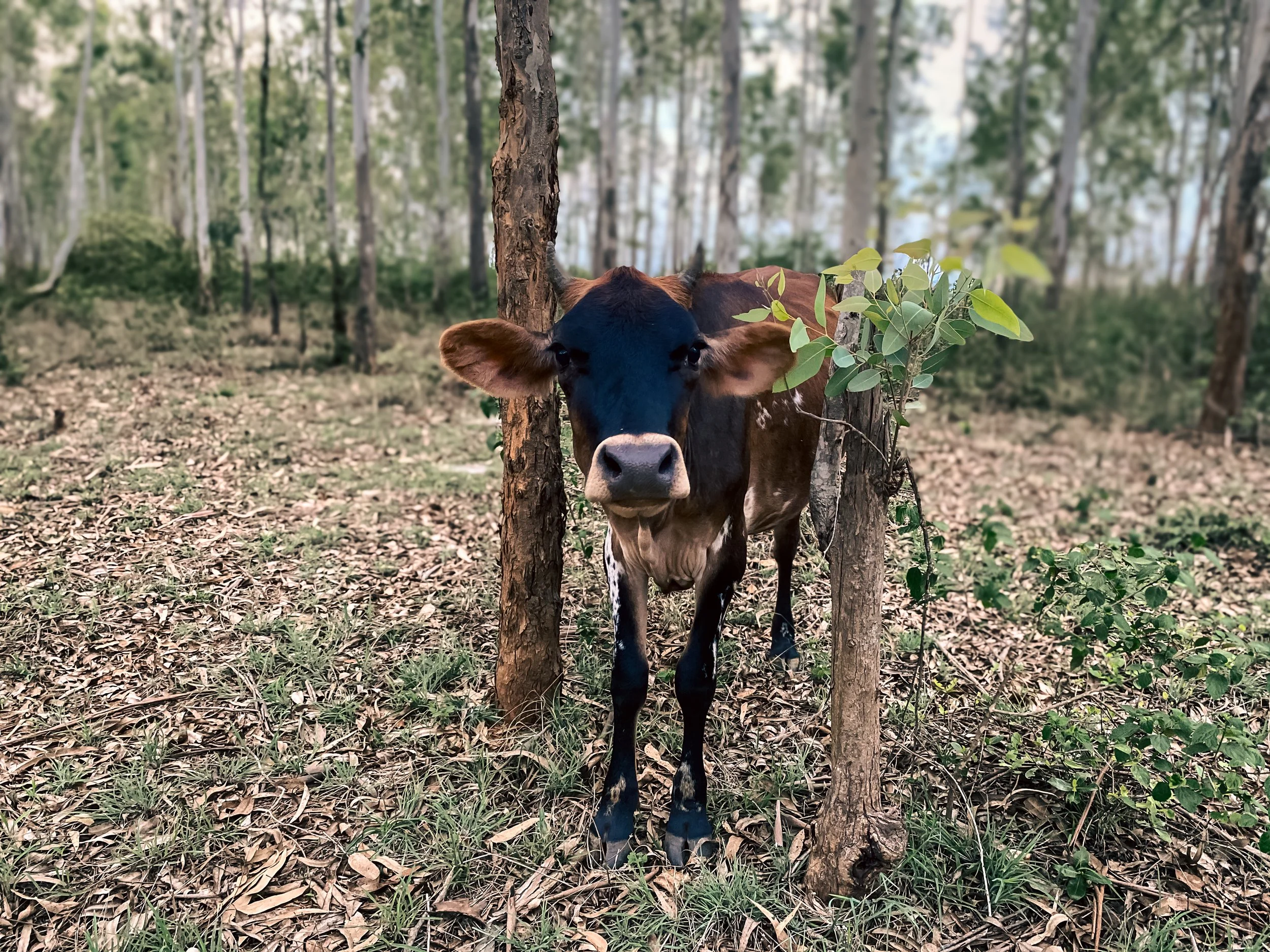 cow 3.jpg