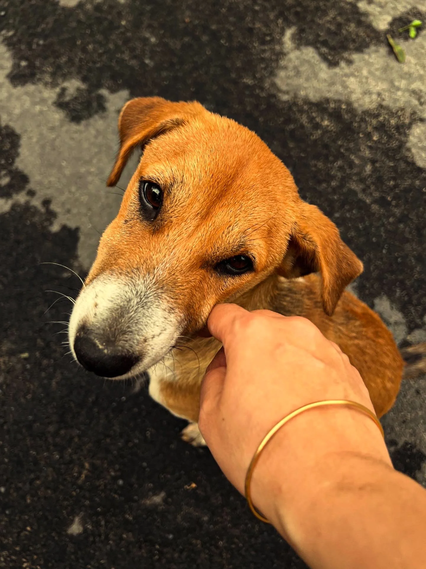 dog 1.jpg