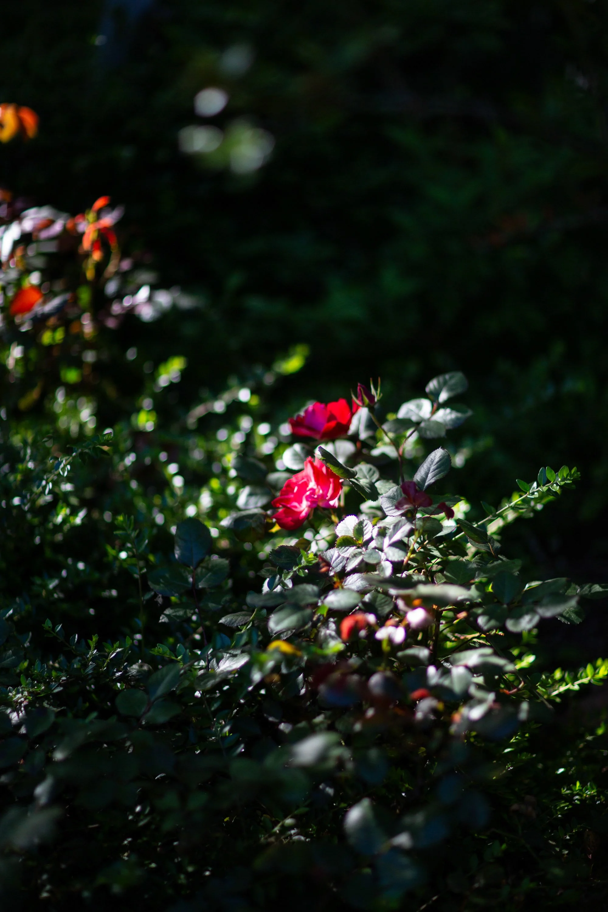 _MG_9871.jpg