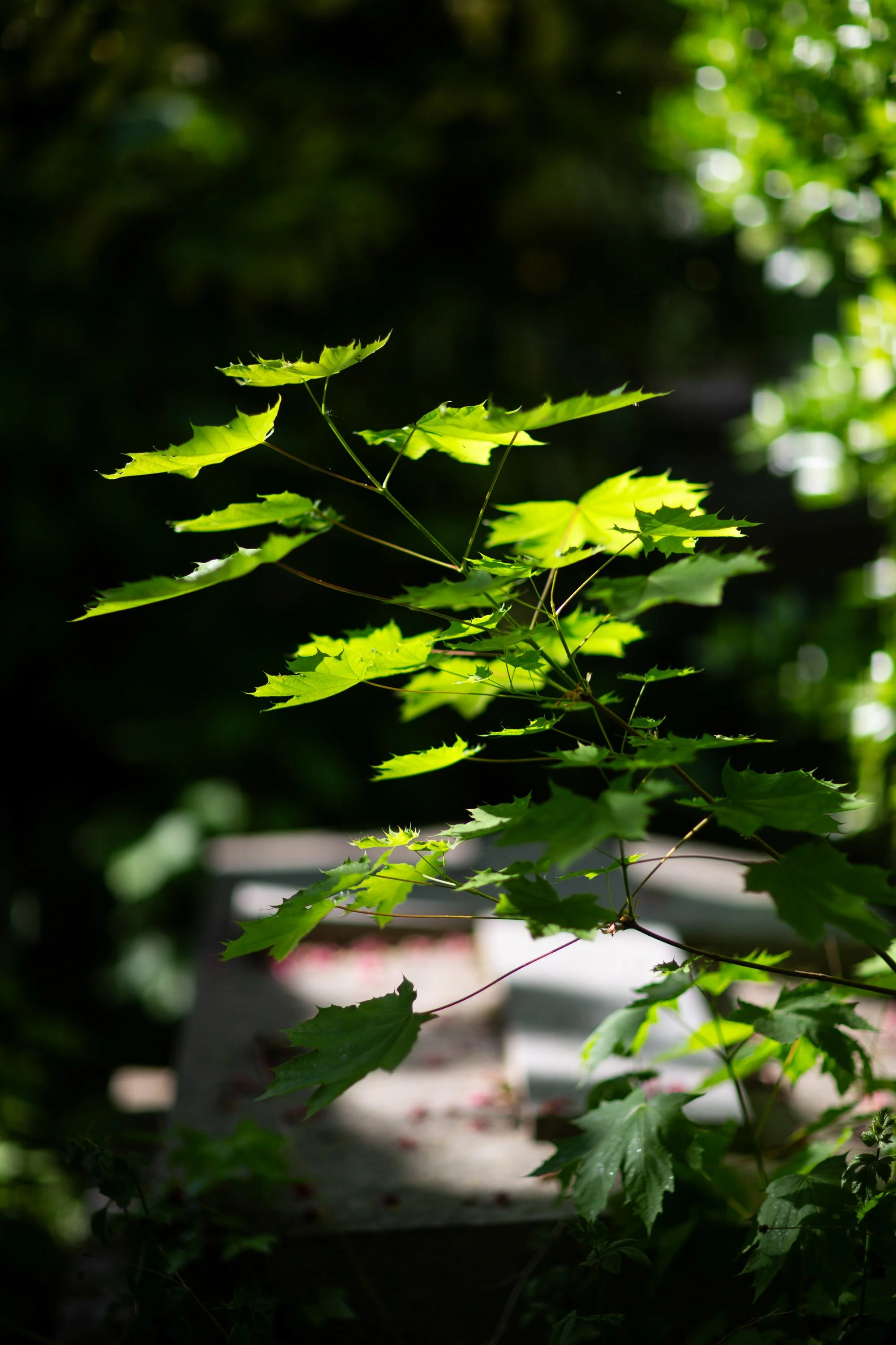 _MG_2435.jpg