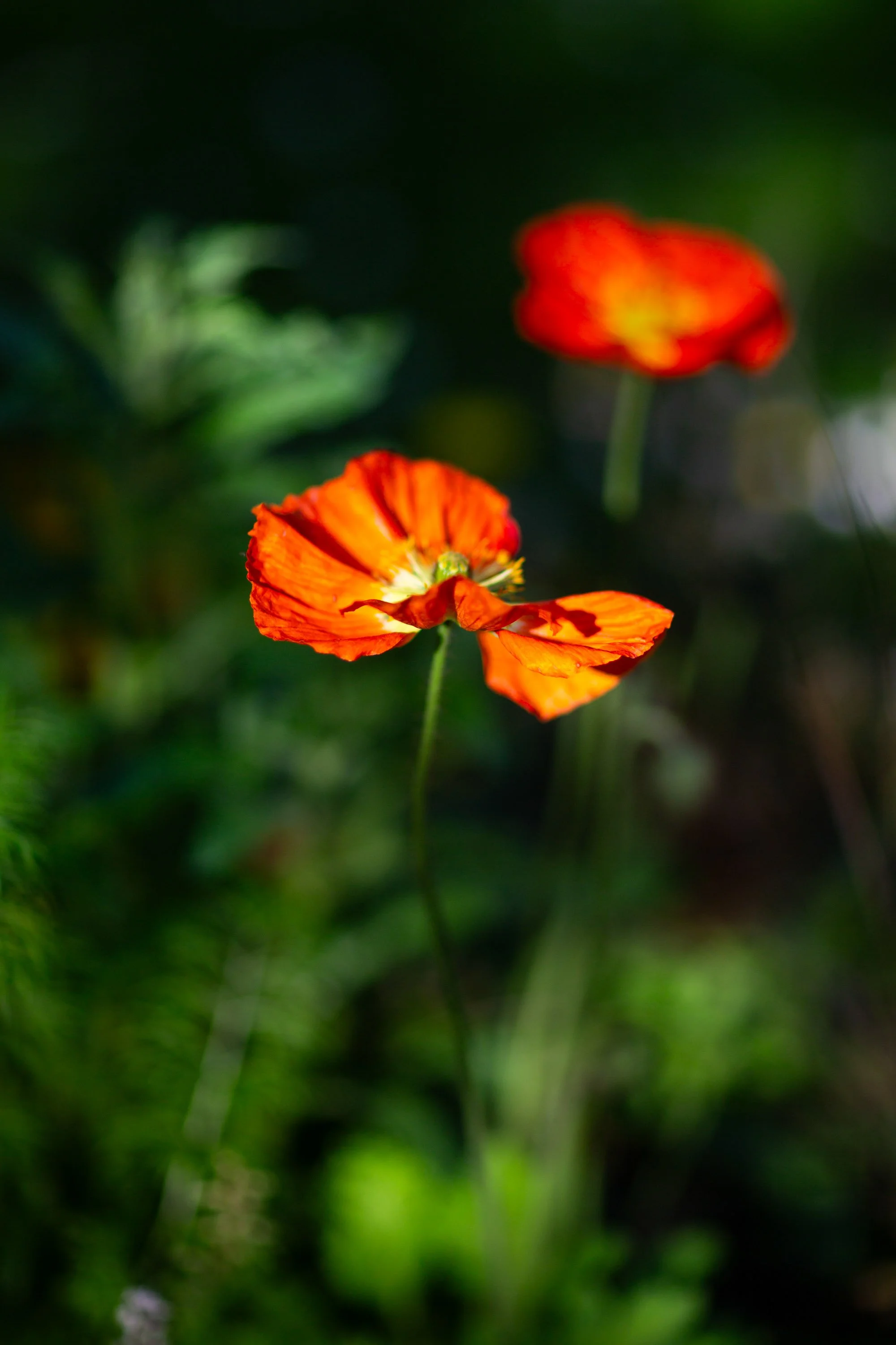 _MG_2454.jpg