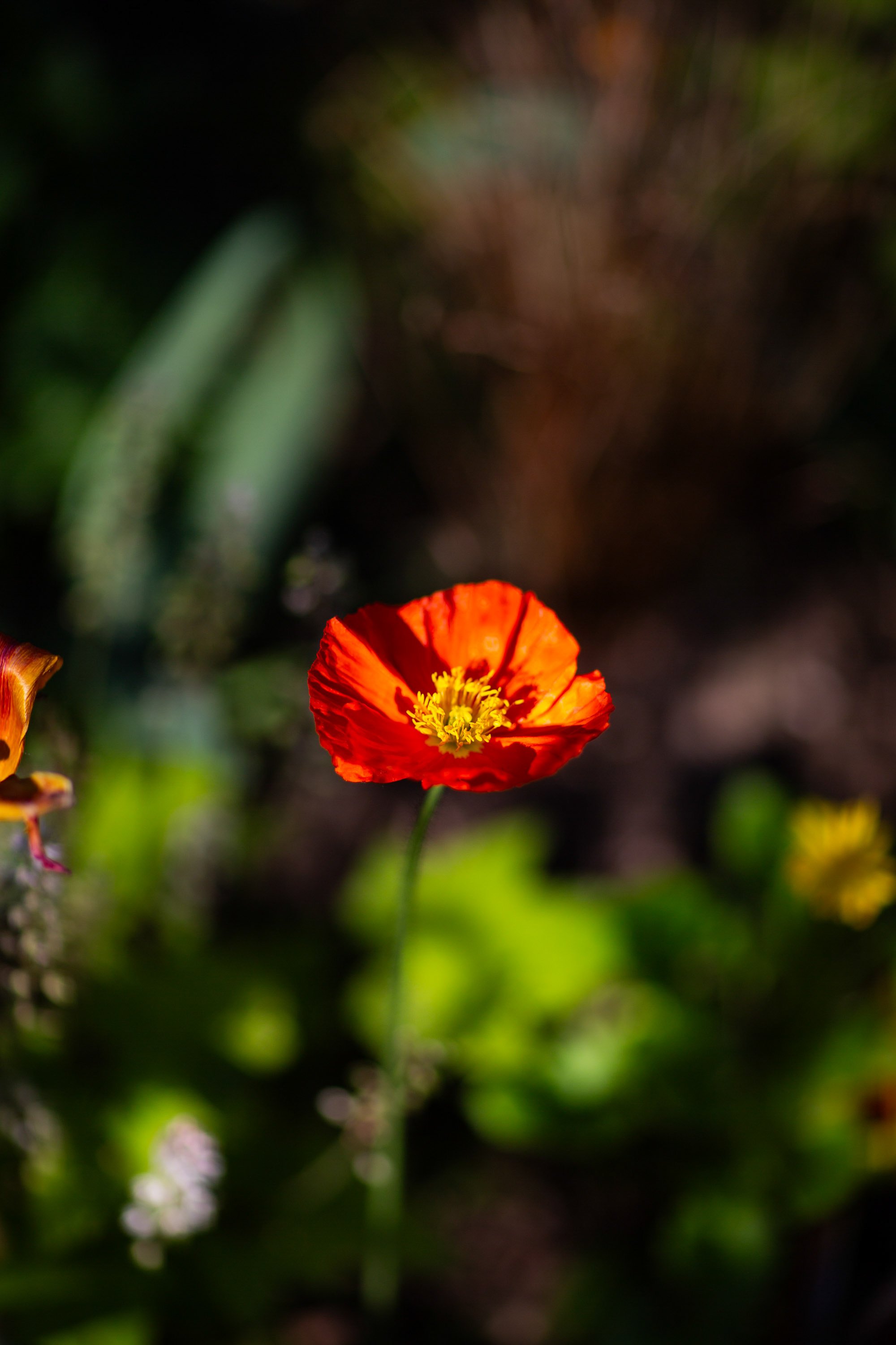 _MG_2453.jpg