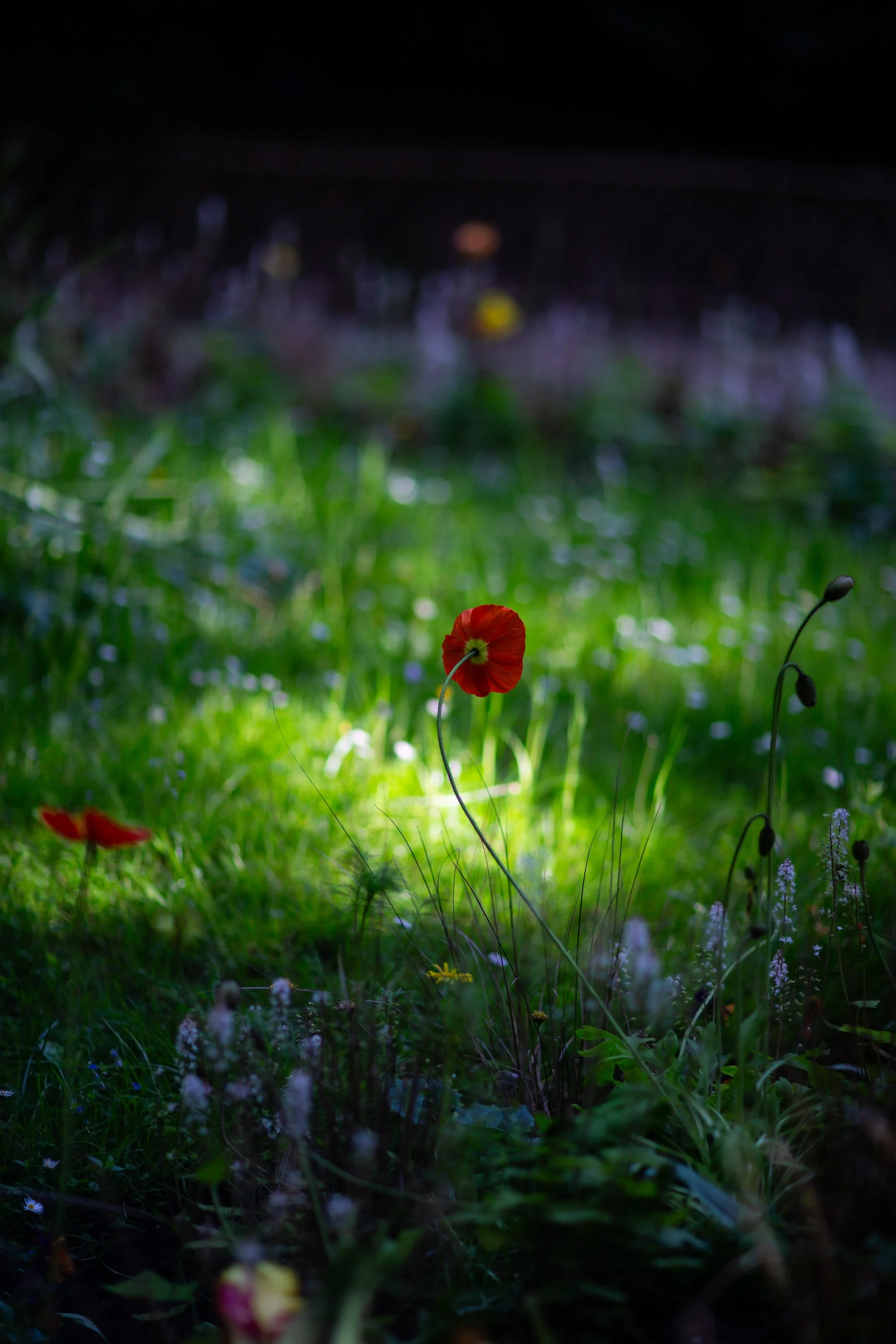 _MG_2452.jpg