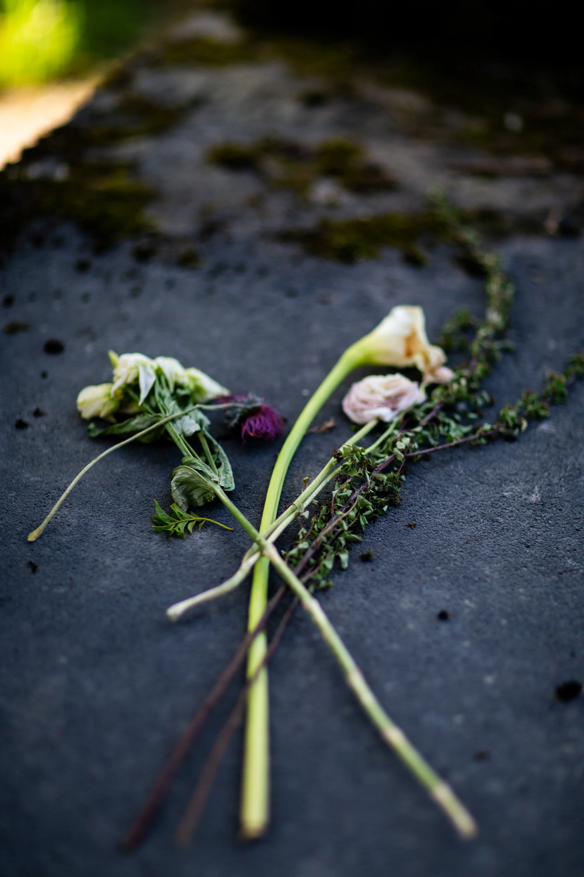_MG_2447.jpg