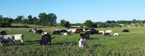 Health Hero Farm Cows on Pasture