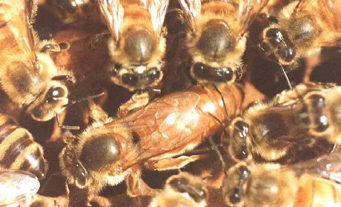 north country bees.jpg