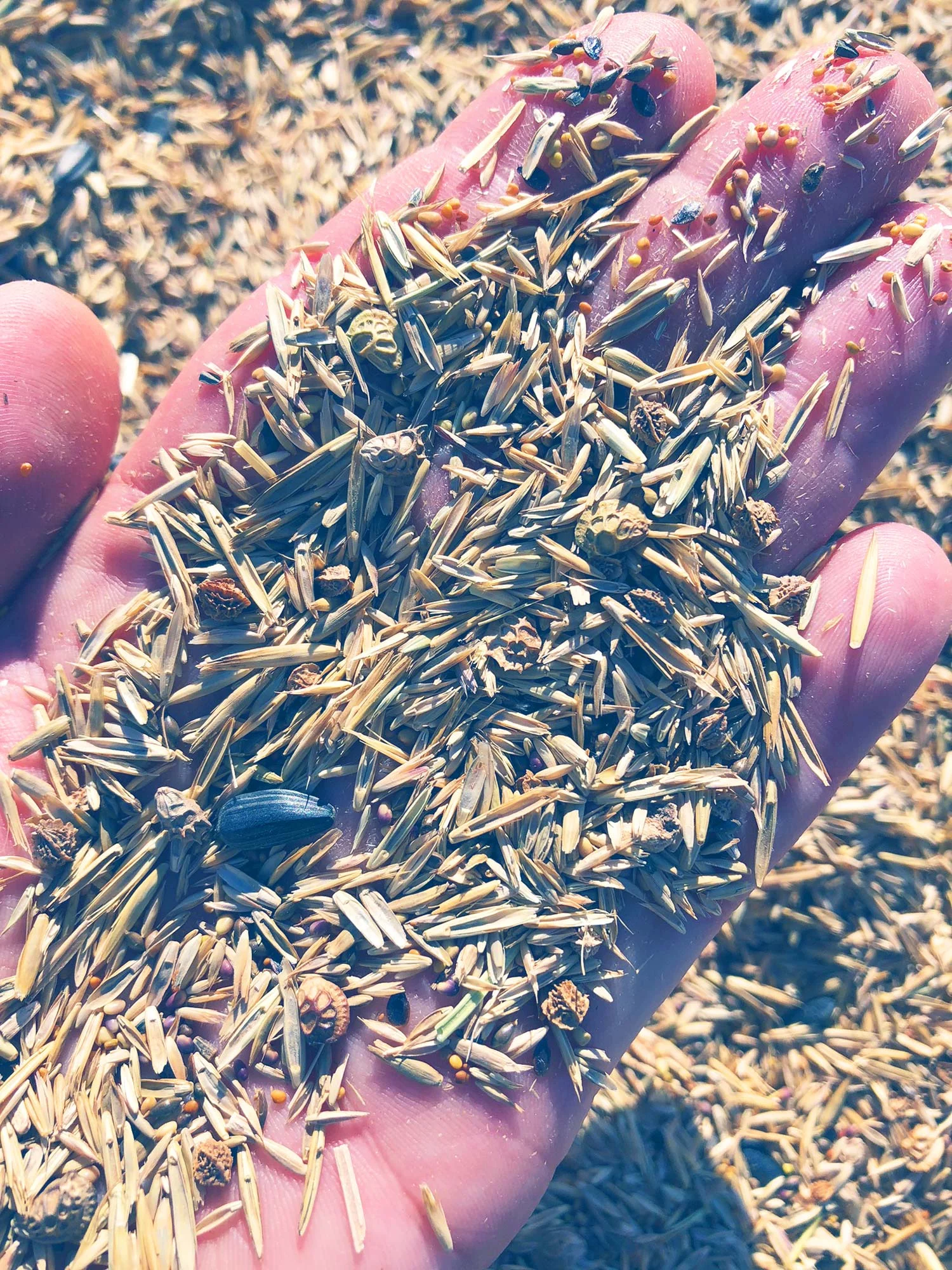 Synergy West Pasture Seed Mix