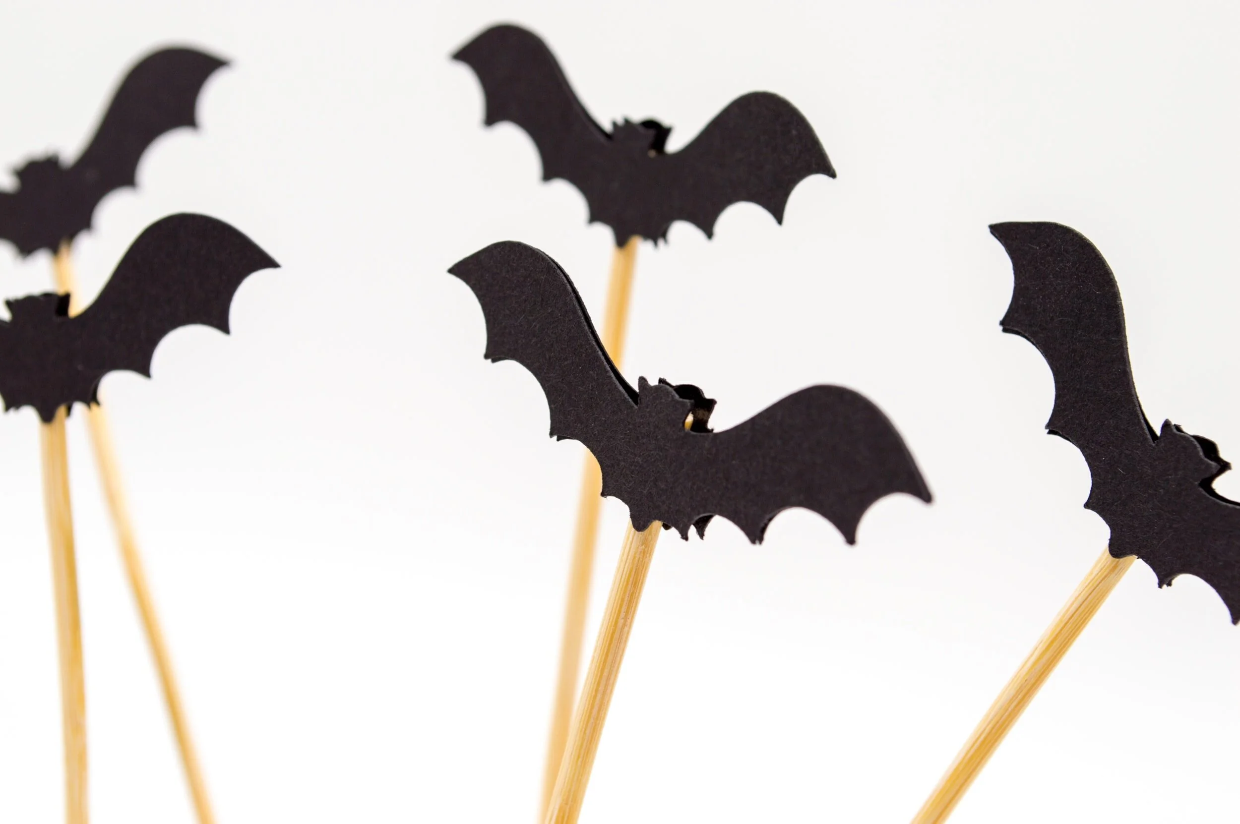 Craft and Learn: Bats!