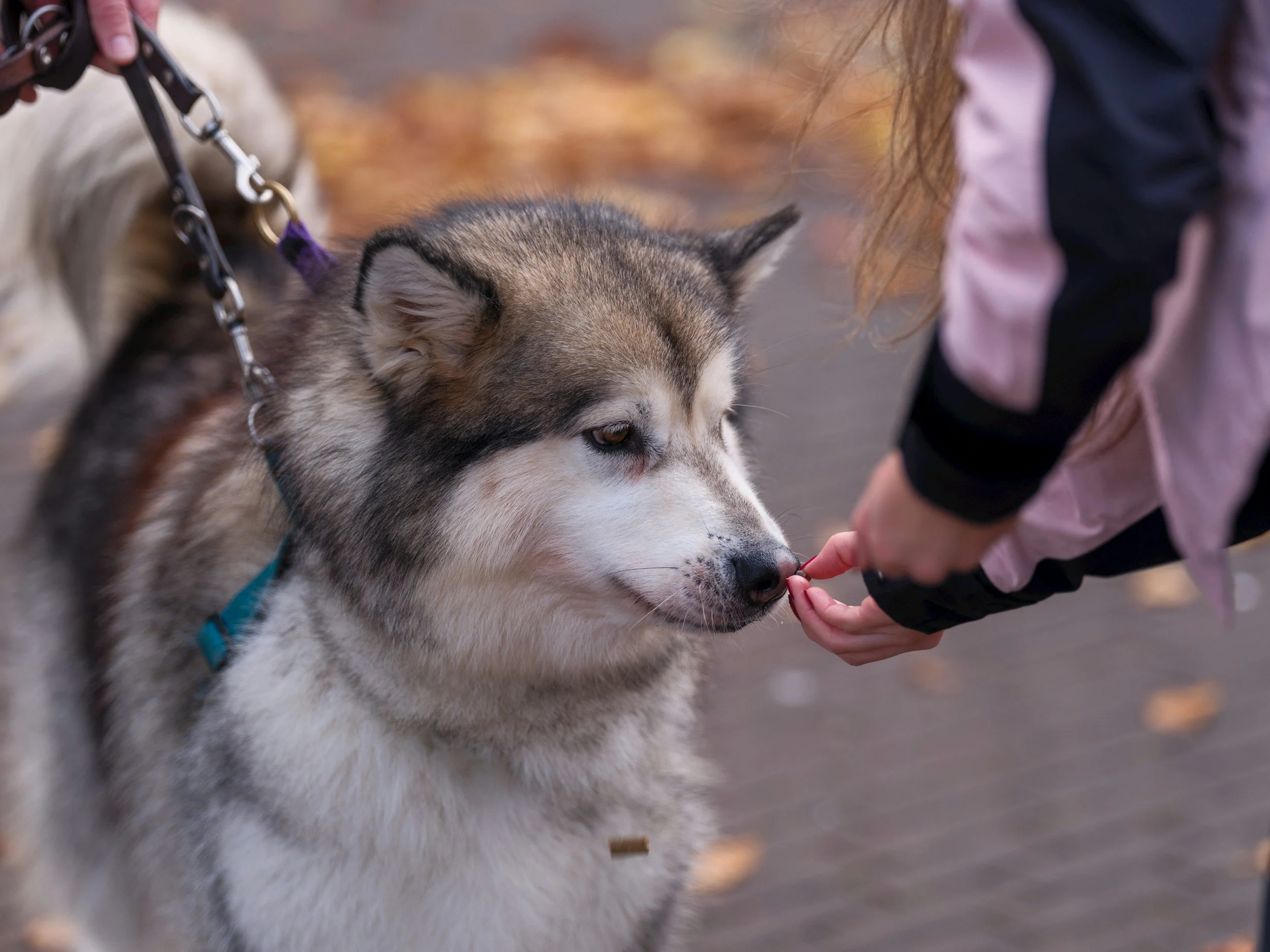 Siber Sled Dogs at the Library 