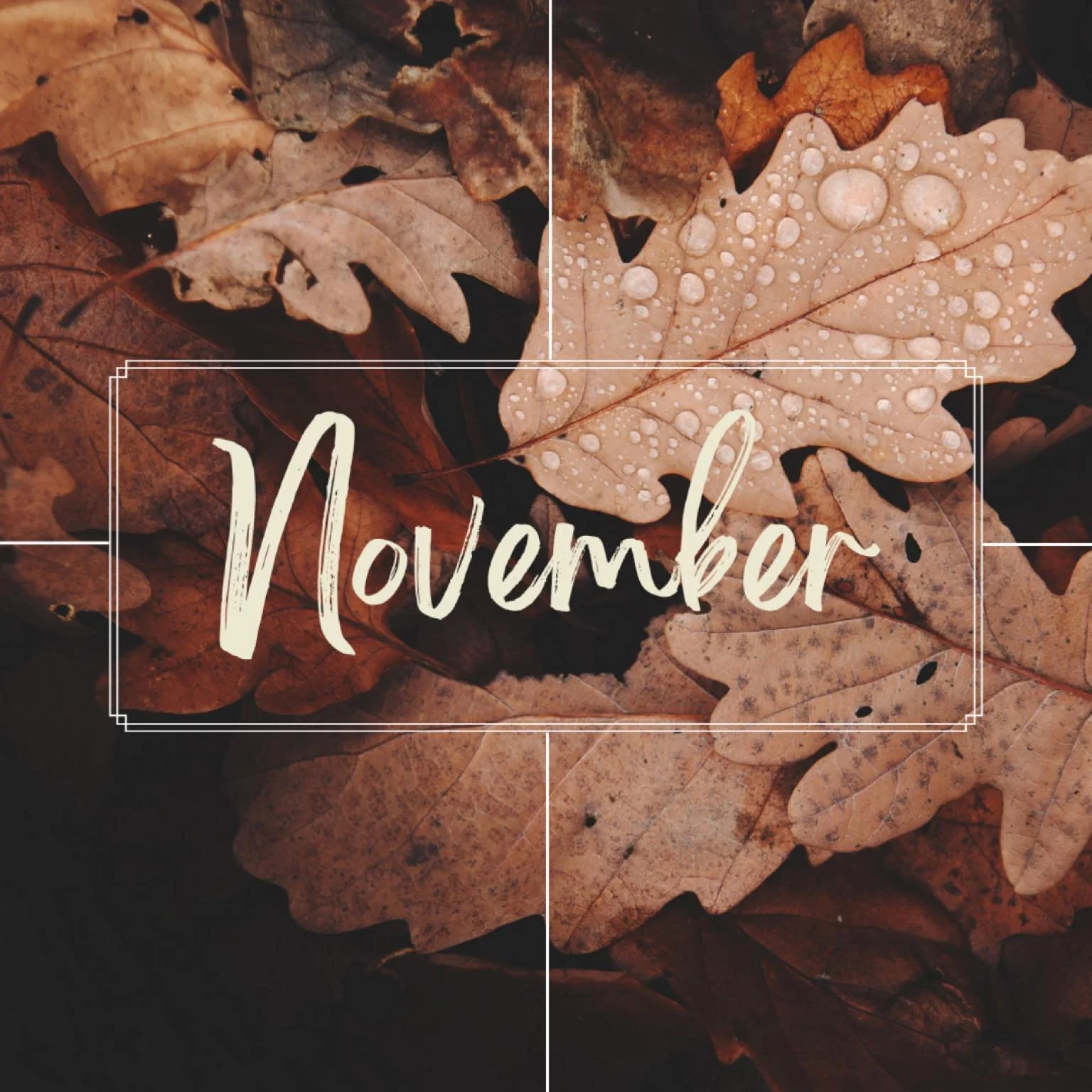 Find our November newsletter at the link in our profile.