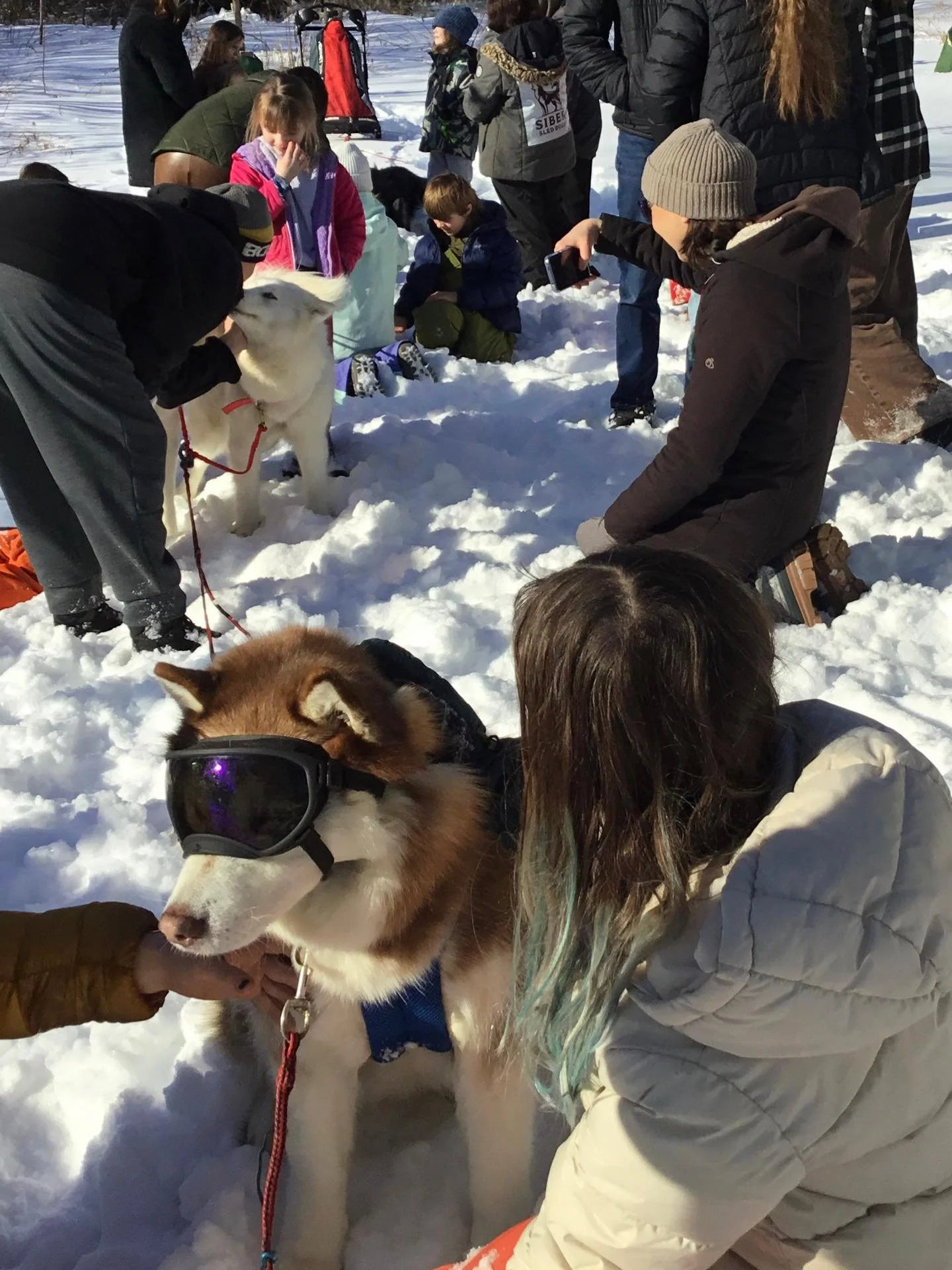 It was great to have Milagro Amaya Turner and her Siber Sled Dogs at the library again! And thanks to all who turned out for February break fun in the snow with these friendly sled dogs.