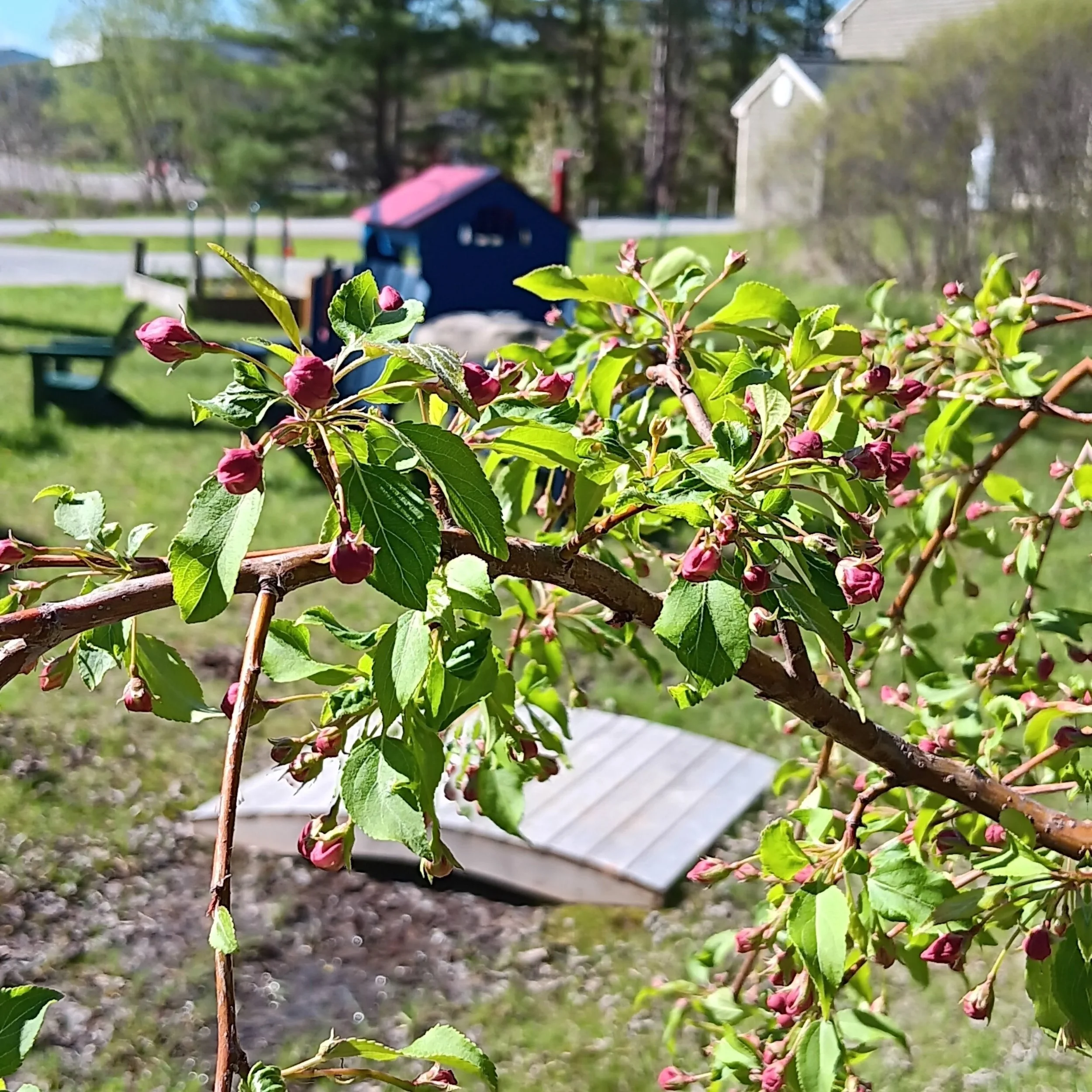 There are some welcome signs of spring at the library!  These trees were all planted about a year ago and we are overjoyed to see them waking up and looking healthy after the long, cold winter.

Slide 1:  a close up of the weeping "Red Jade&quot