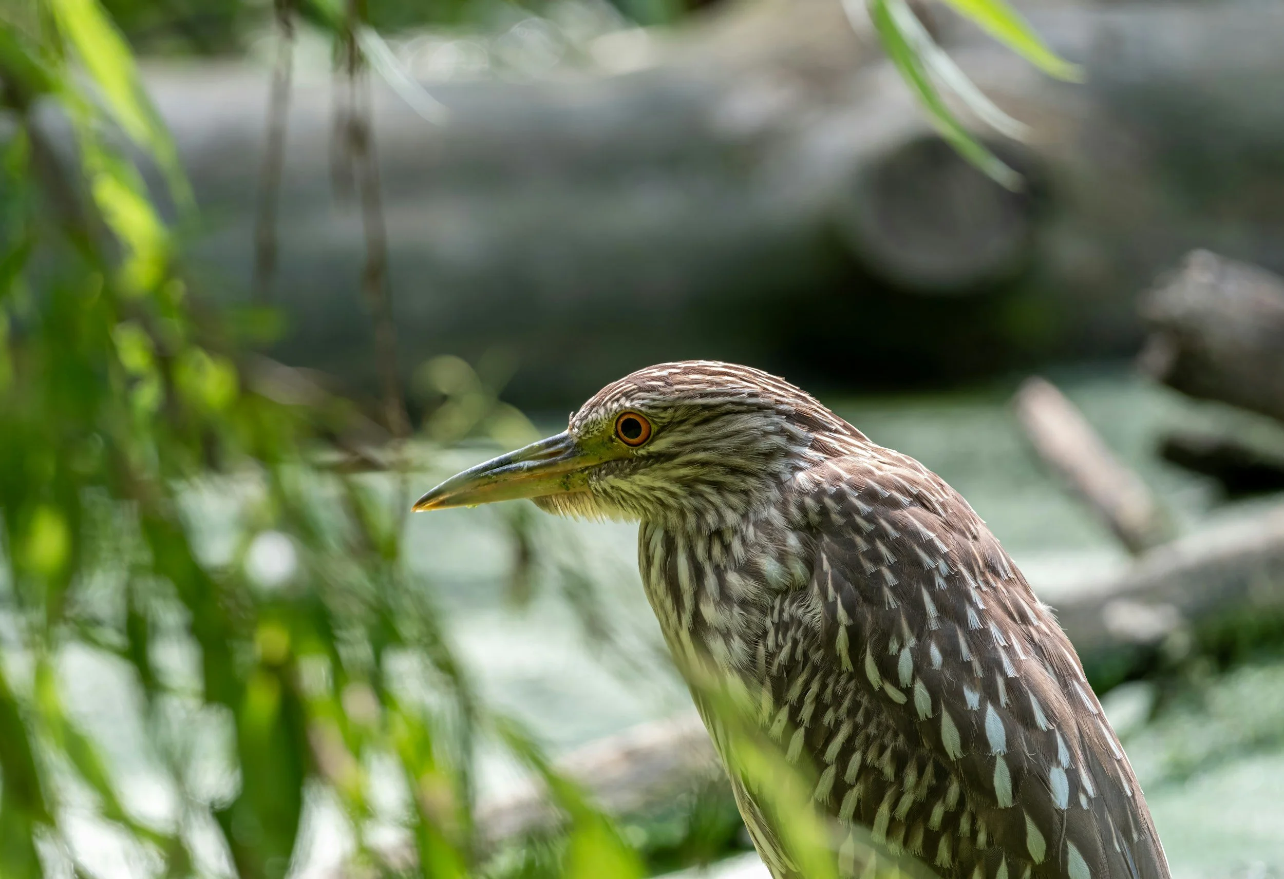 From Dinosaurs to Birds: An Exploration Through Art with the Birds of Vermont Museum