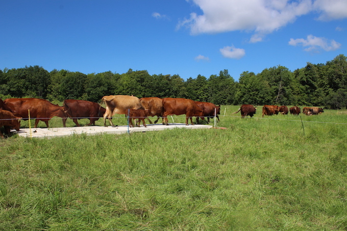 keira meiser cow dance.JPG