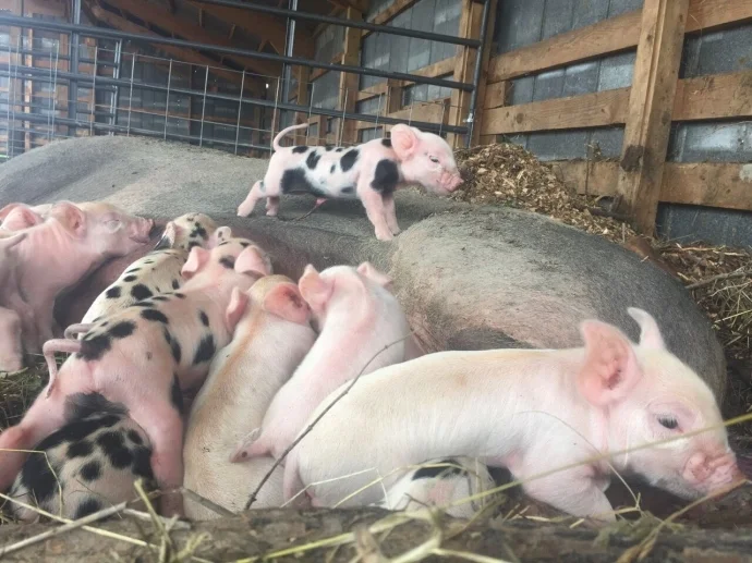 Pigs.jpg