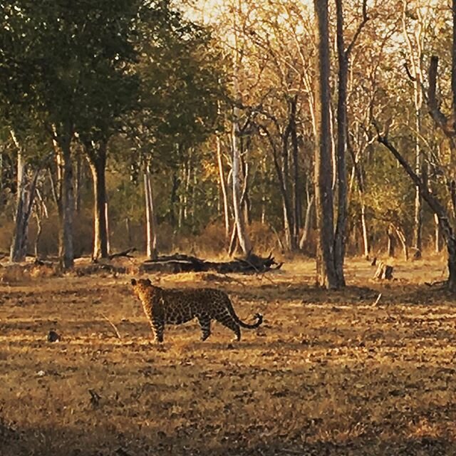 Spotted a leopard on our safari in the amazing Nature reserve in Kabini Forest Karanataka India! Wow! He was so cool! #feelingblessedandthankful #nature #nature photography #forestpreservation #conservation #wellbeing #natural