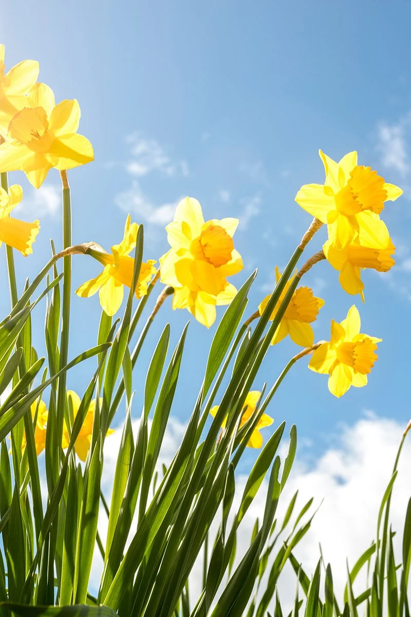 FRÜHLINGKARTE / GILDEMENÜ