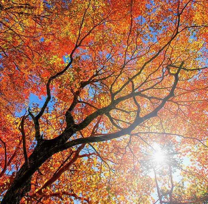 HERBSTKARTE / WILDZEIT