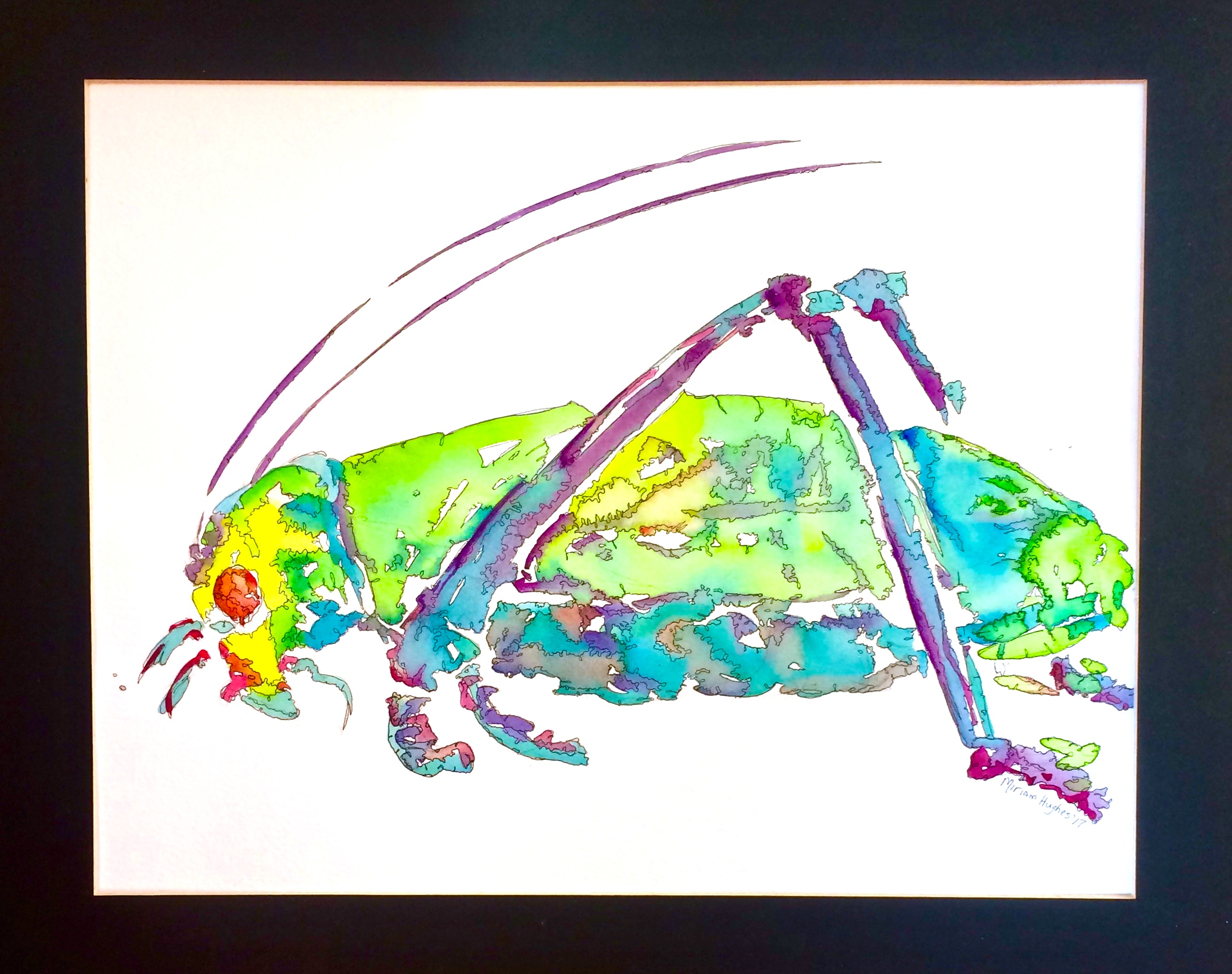 Grasshopper