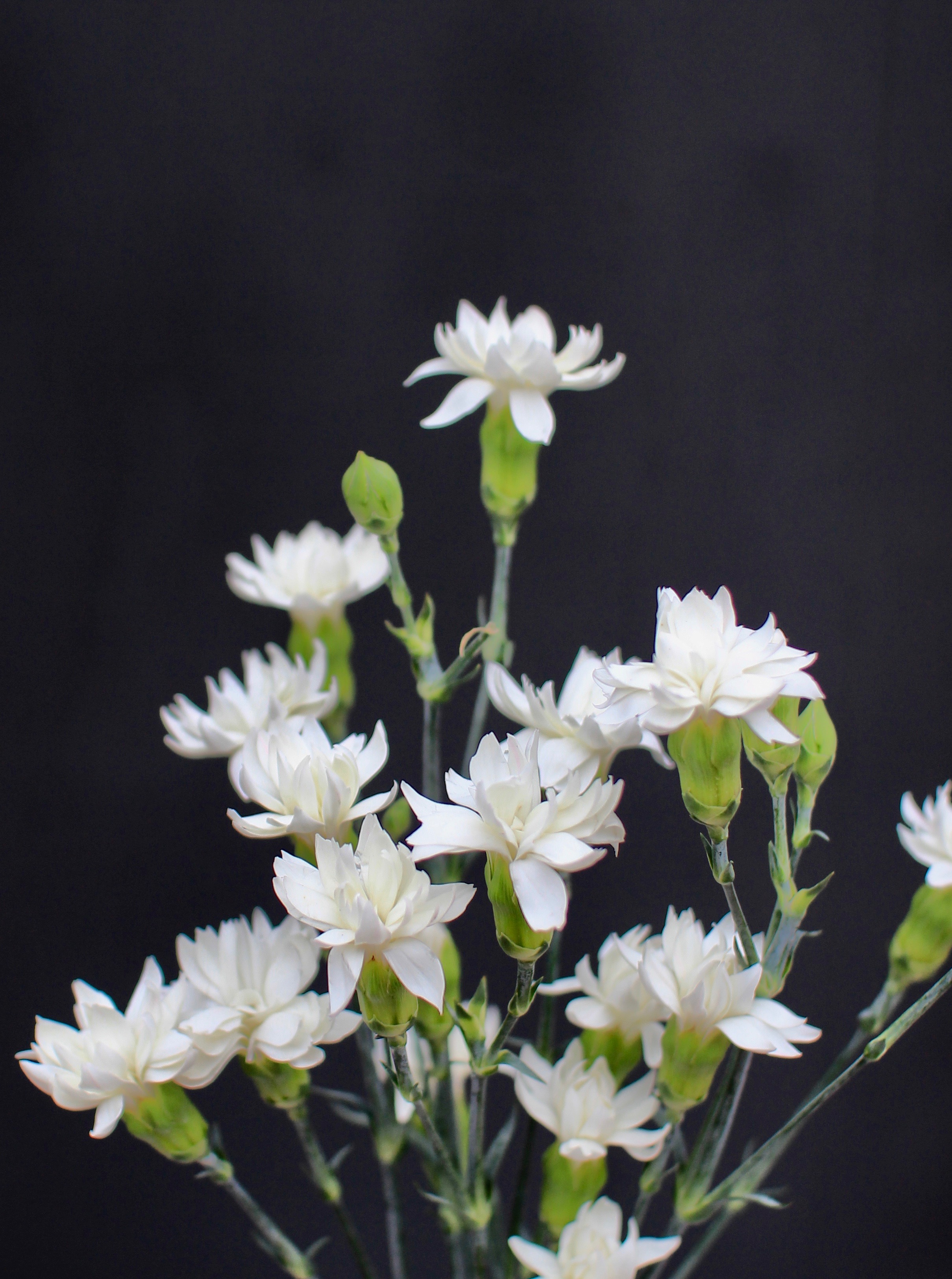 Mini Star Carnation