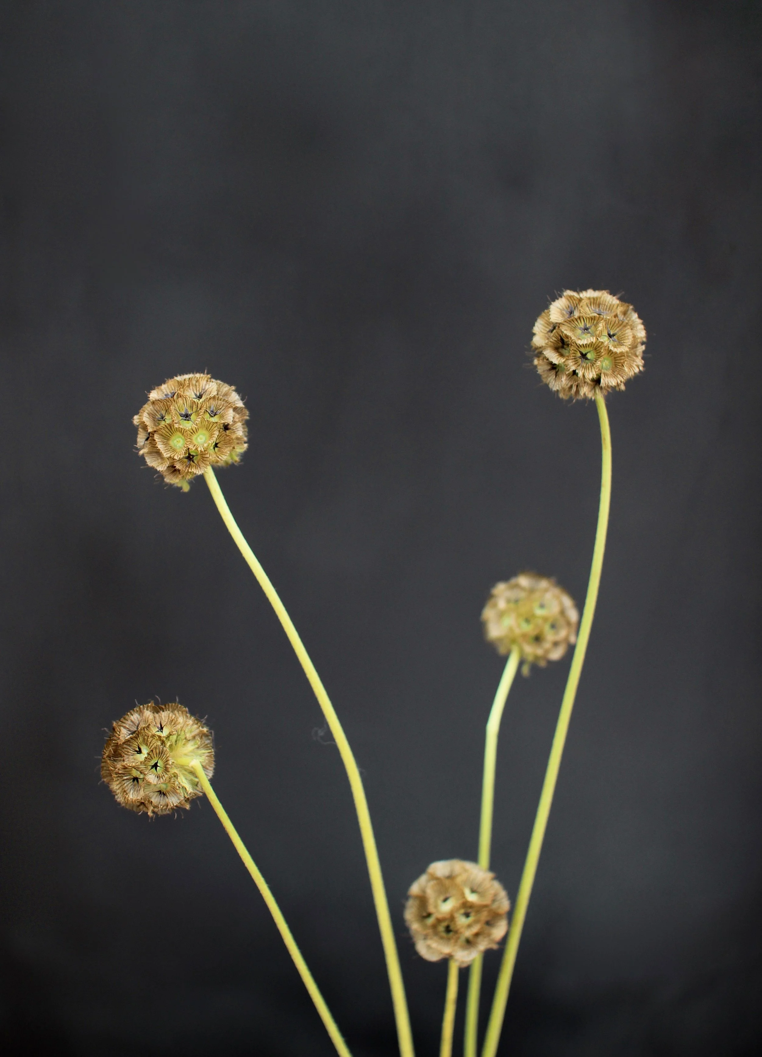 Scabiosa pods