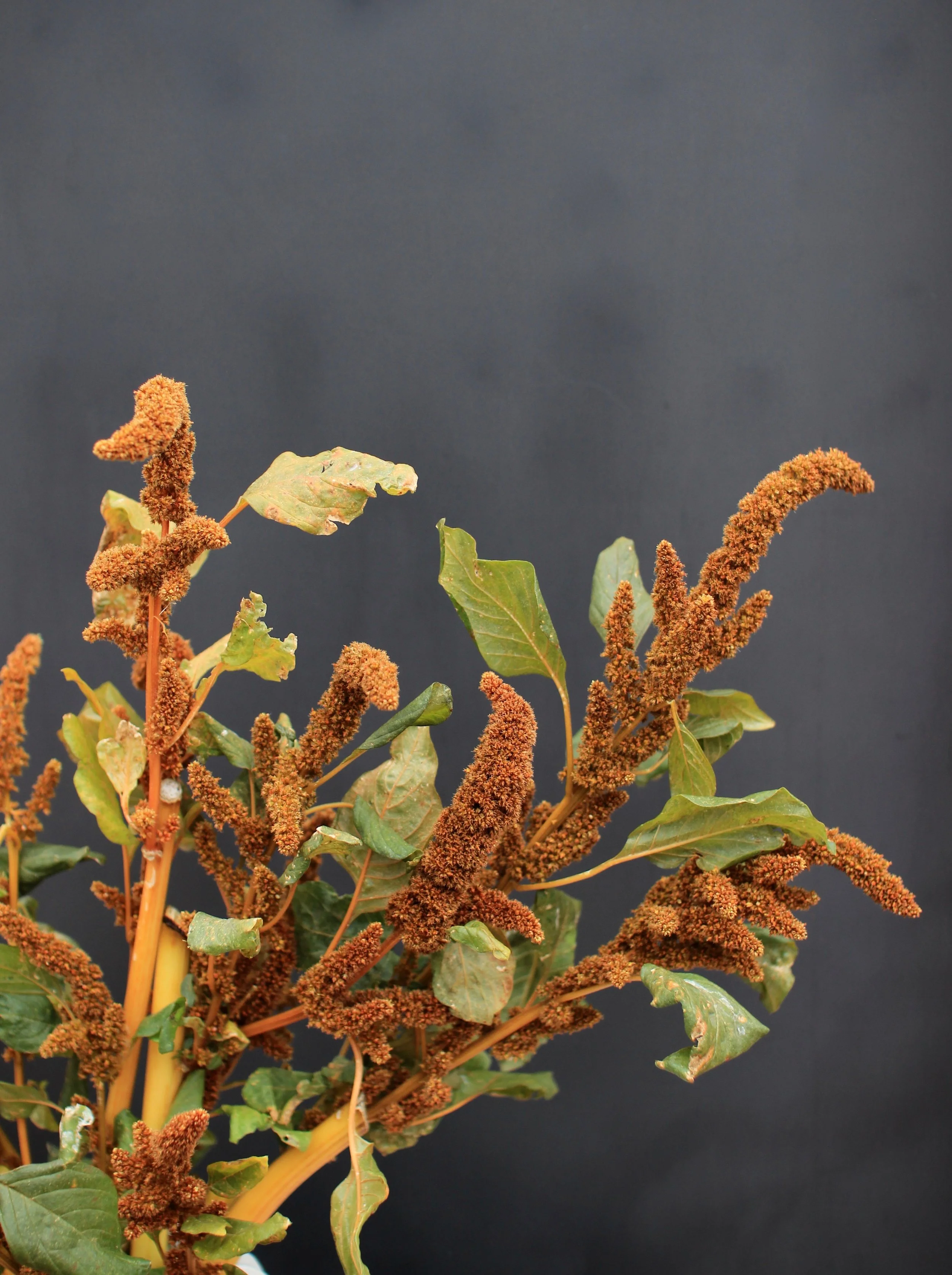 Upright Amaranthus