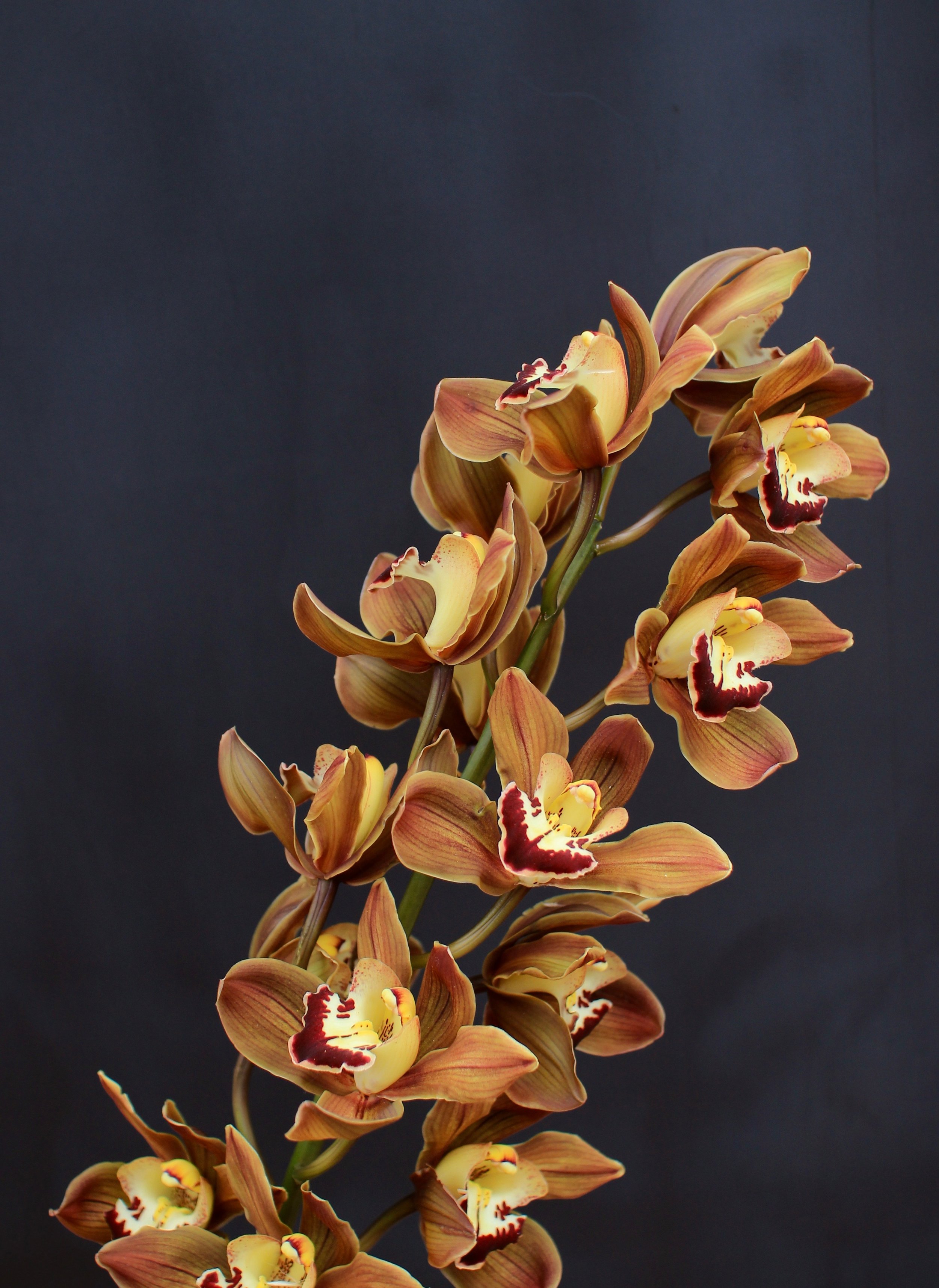 Cymbidium Orchid
