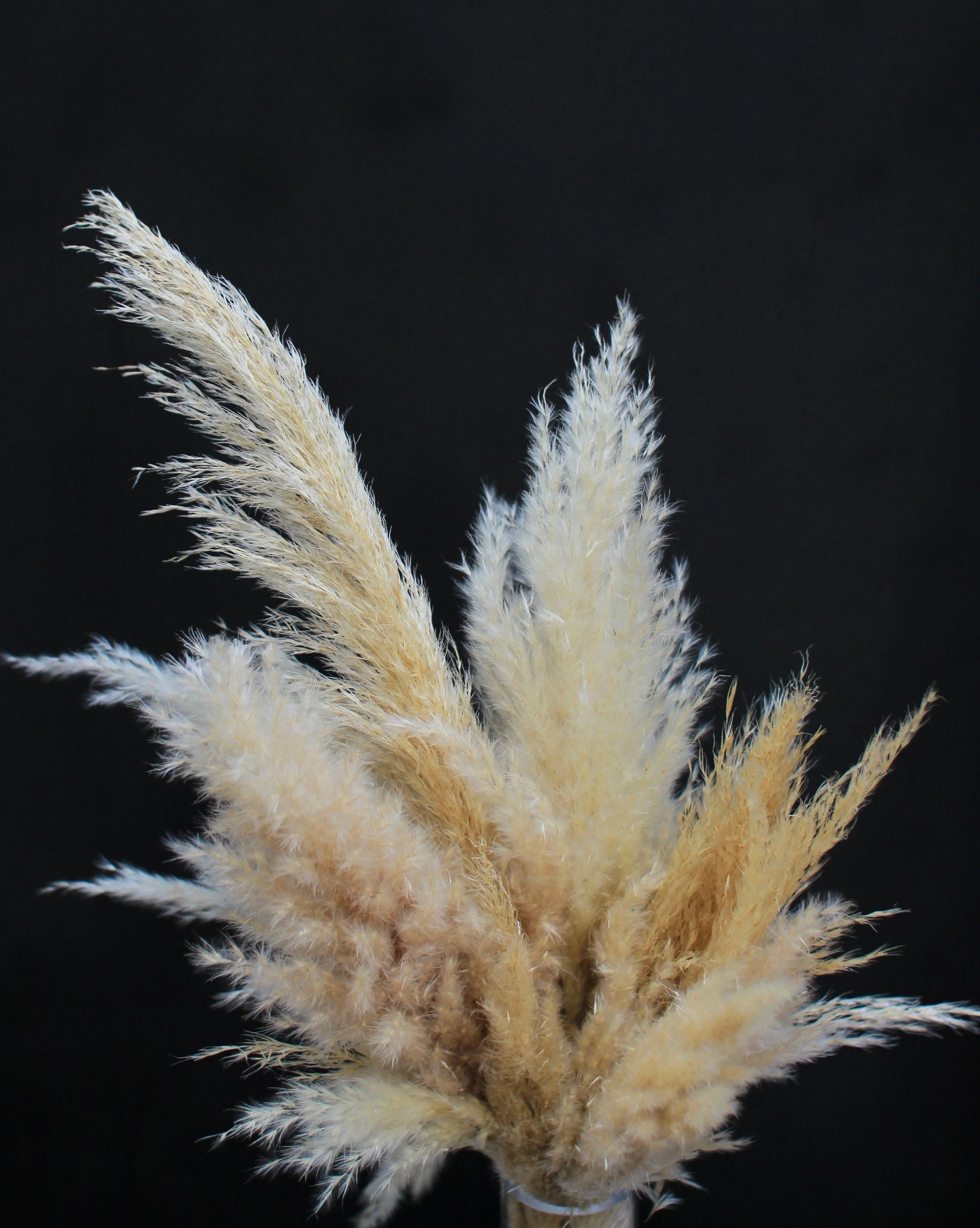 Pampas Grass