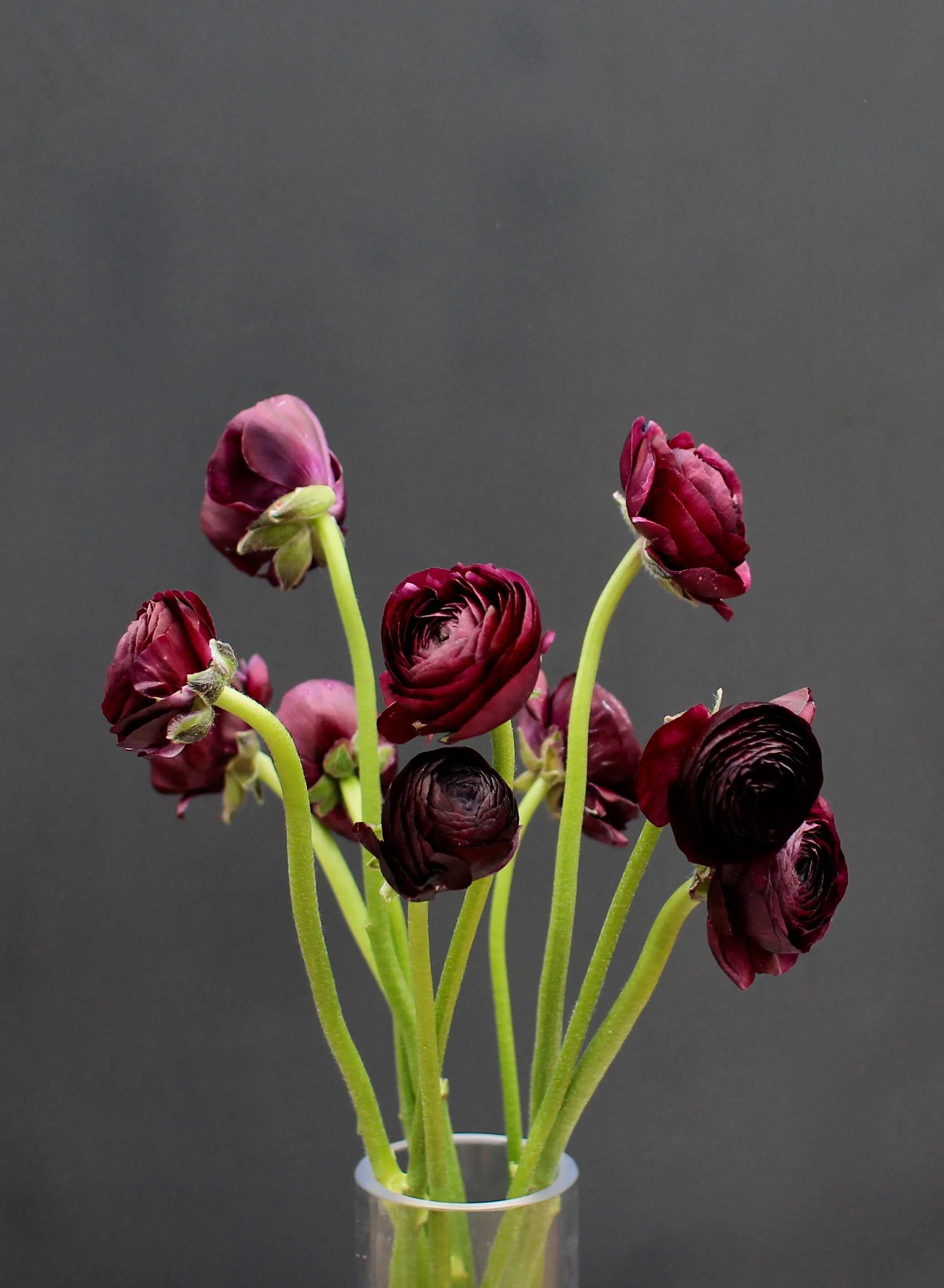 Ranunculus, burgundy wine
