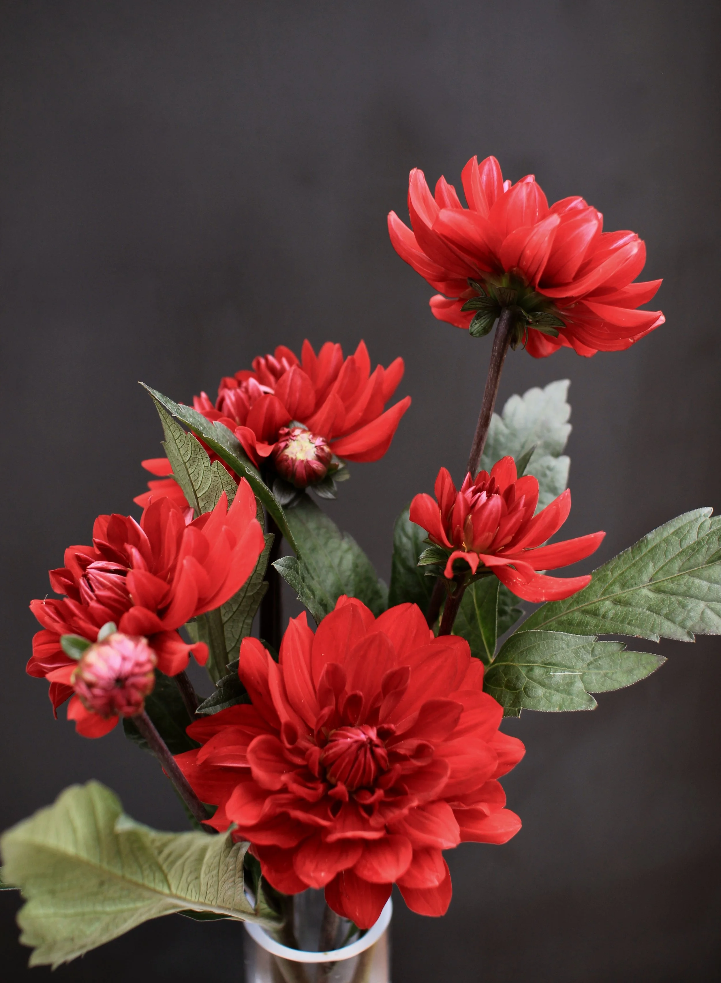 Dahlias, red