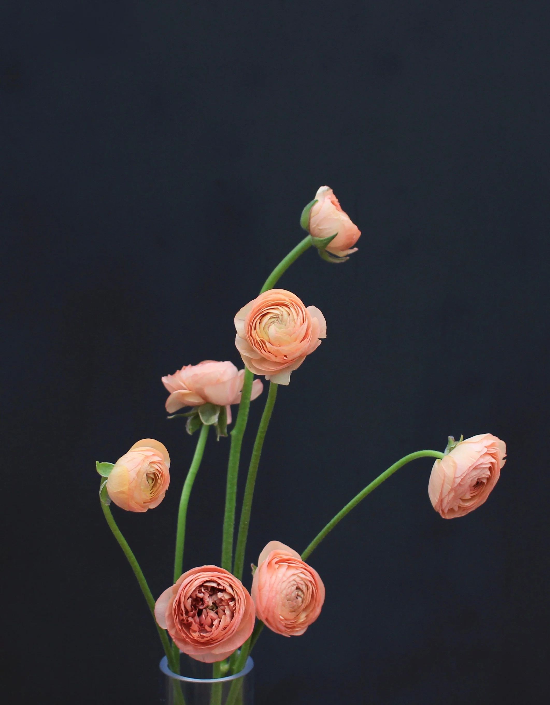 Ranunculus, peach
