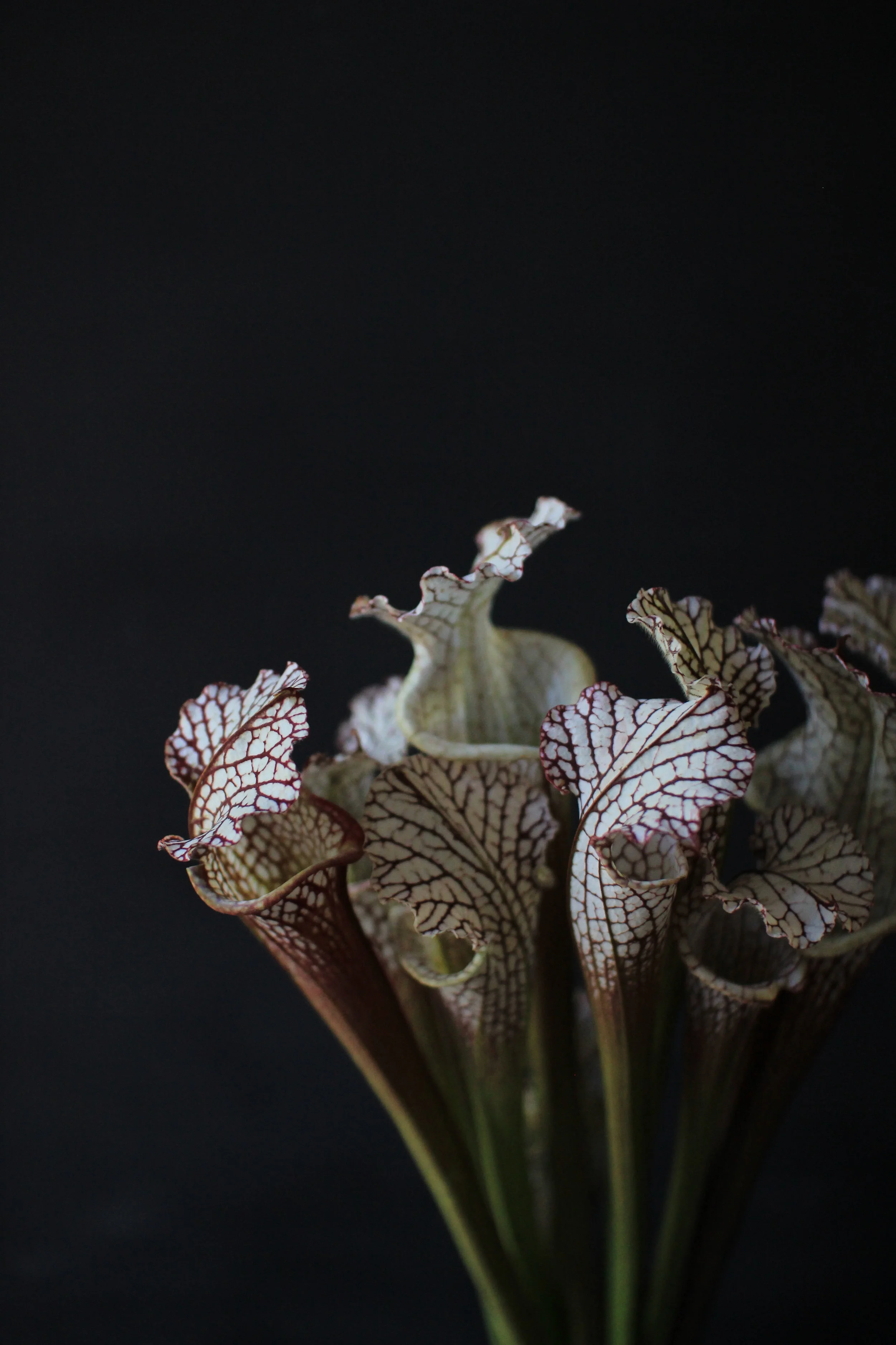 SARRACENIA PITCHERS