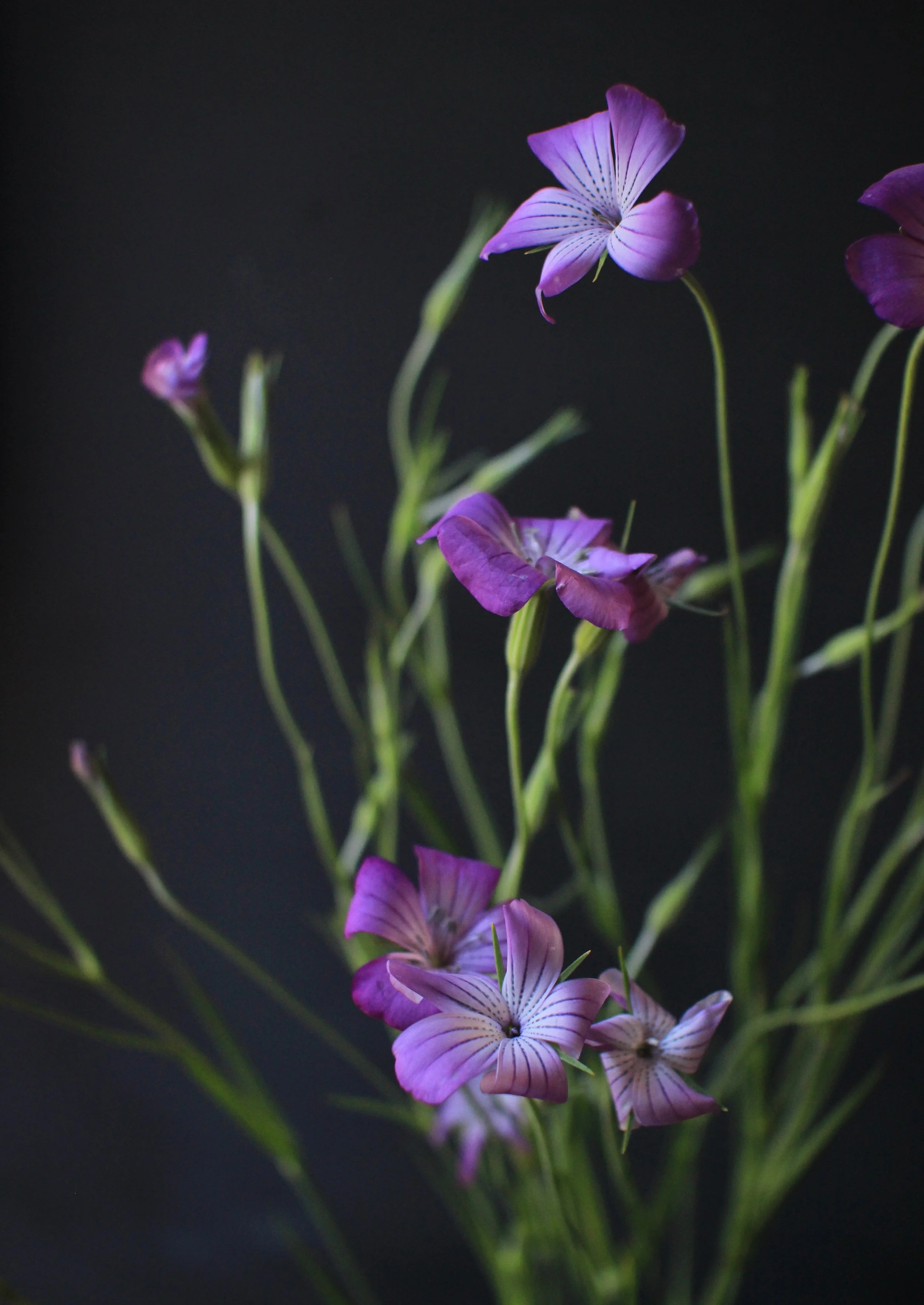 CORNCOCKLE, purple