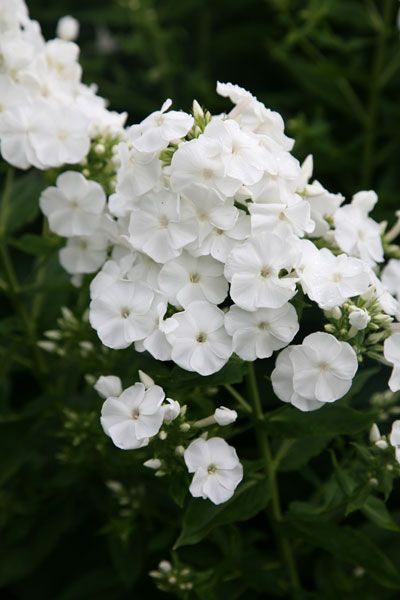 Phlox