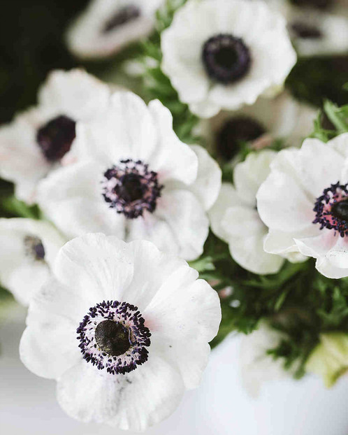 Anemone