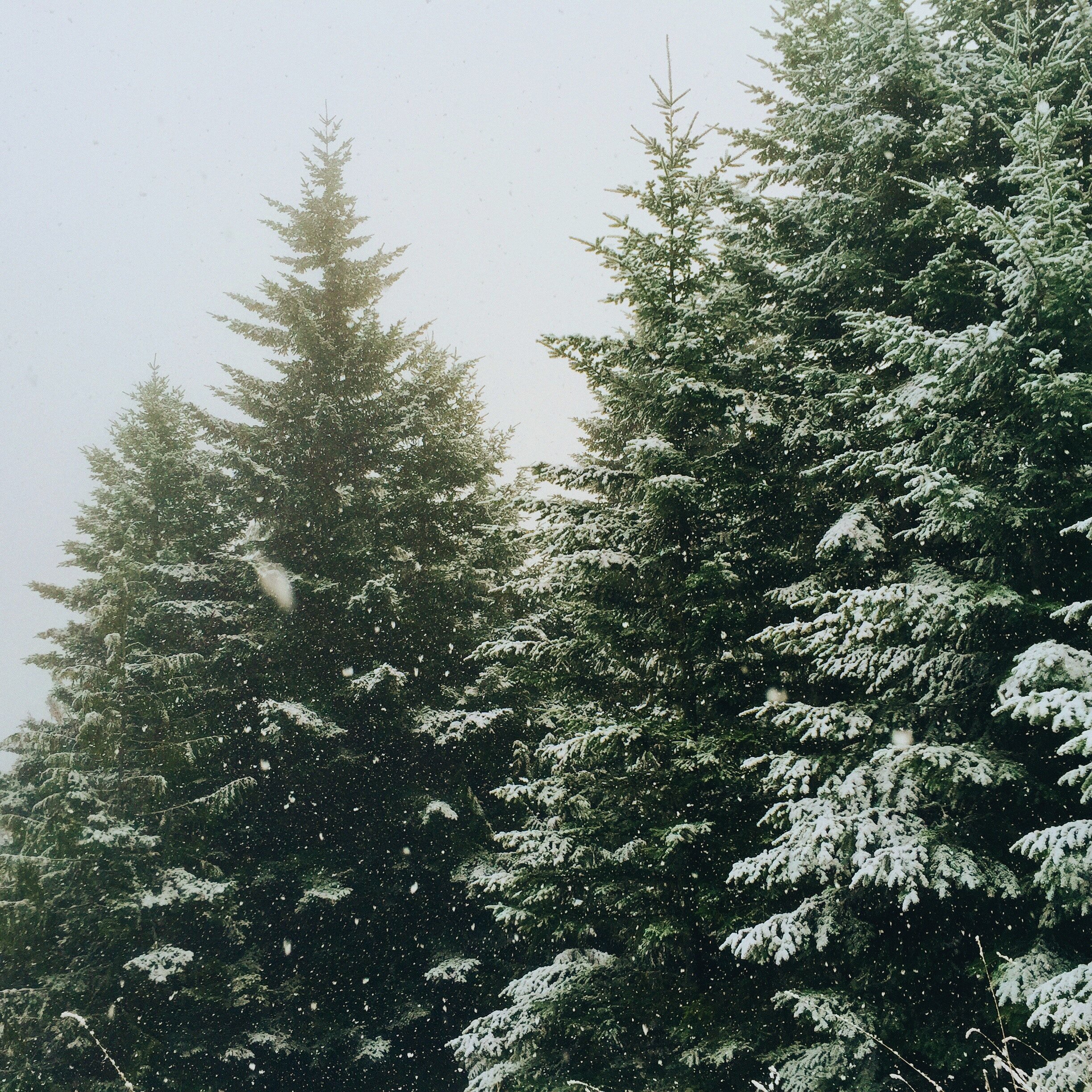 How to Host An Unforgettable Christmas Party