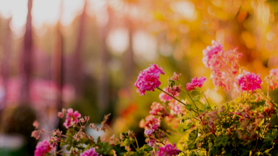 Colorado Springs Planting Schedule